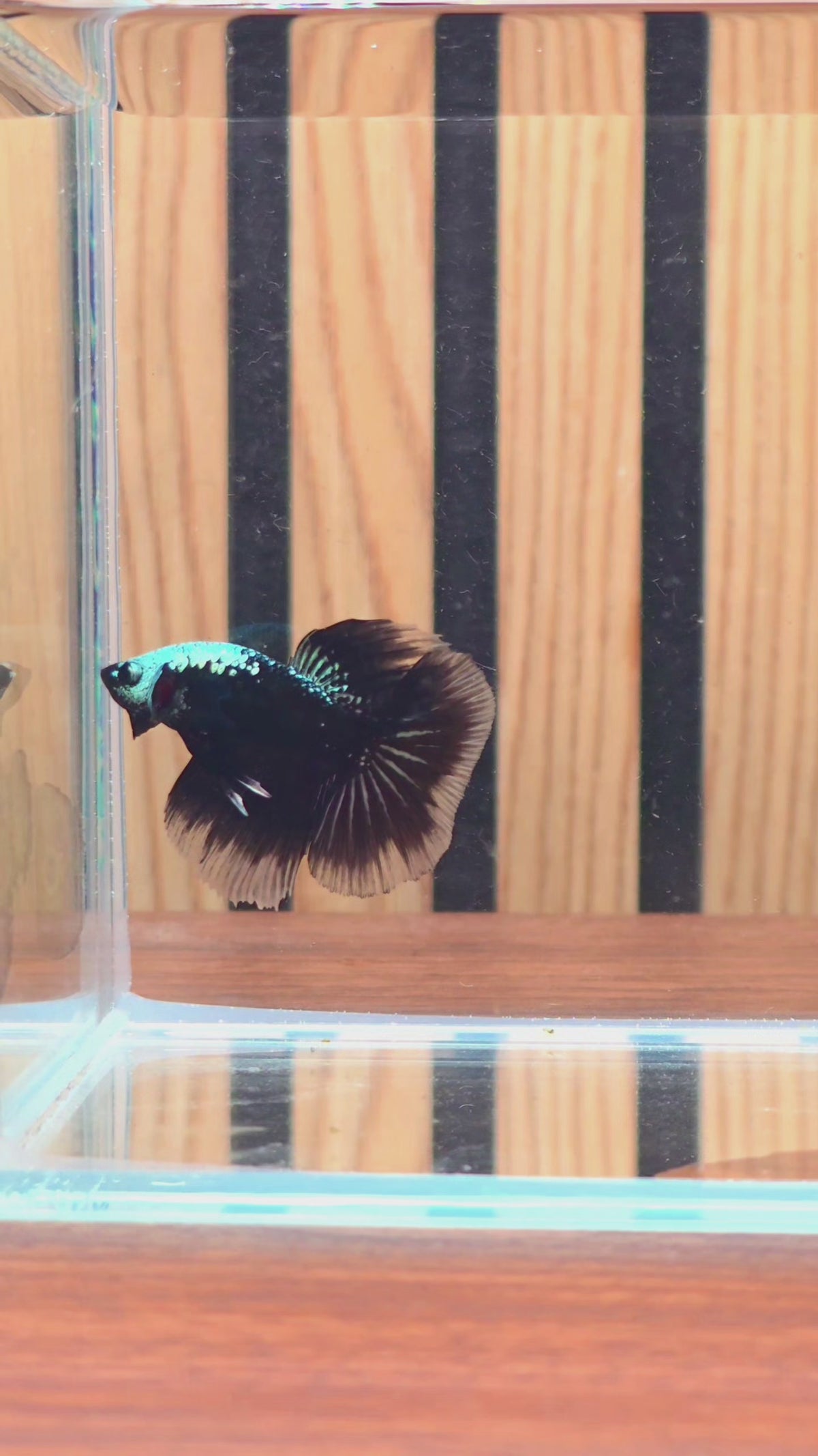 Black Samurai Halfmoon Male Betta | WYSIWYG