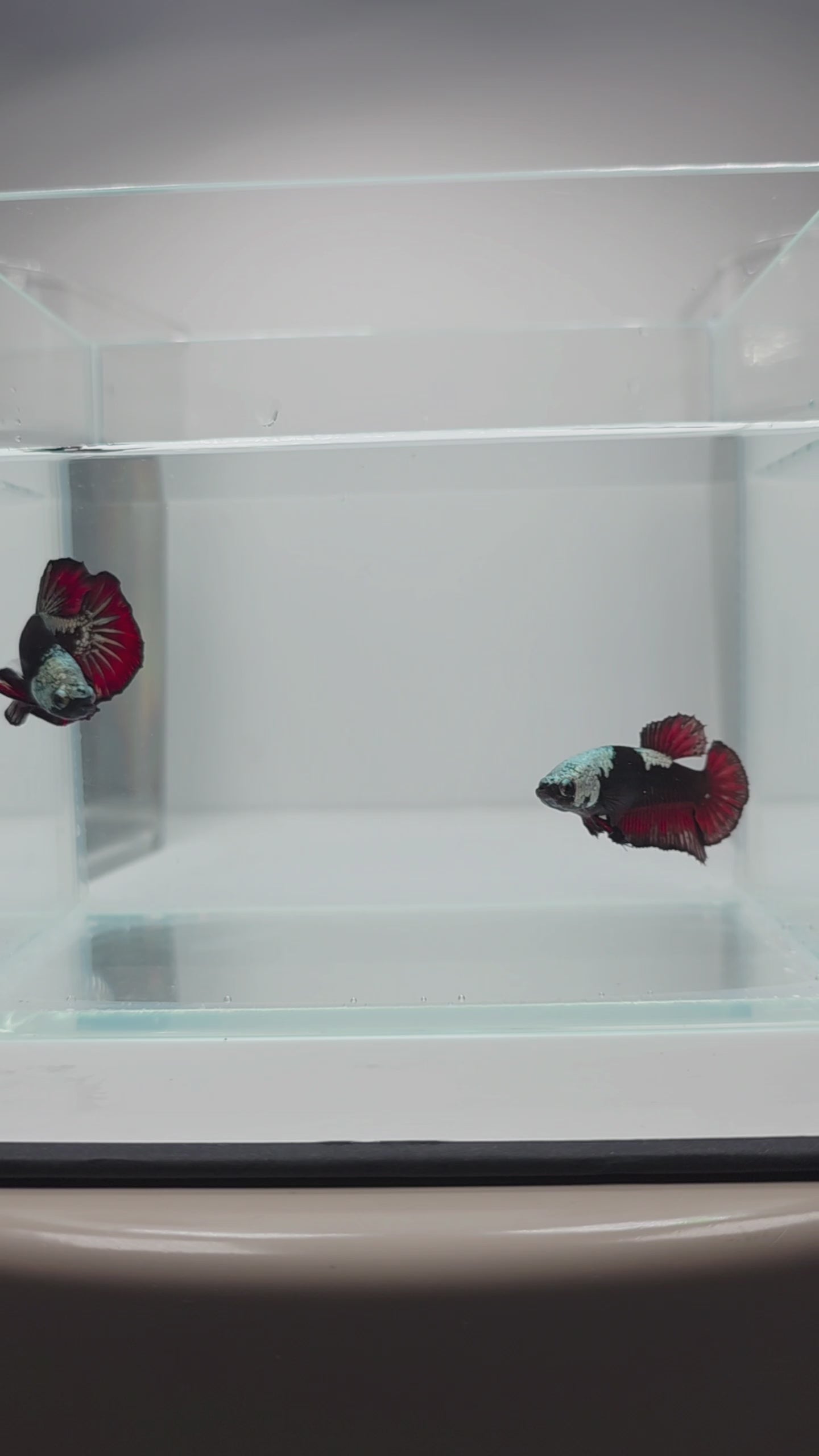 Elite Vampire Samurai HMPK Male Betta