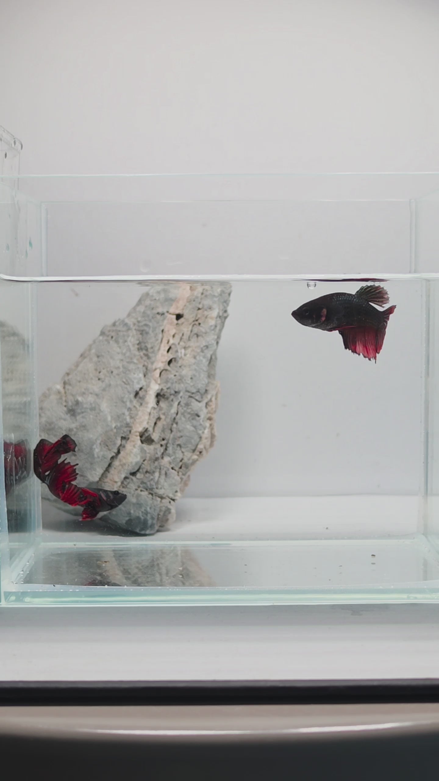 Halfmoon Black Metallic Vampire Male Betta Fish (DRK-FMC-M-001)
