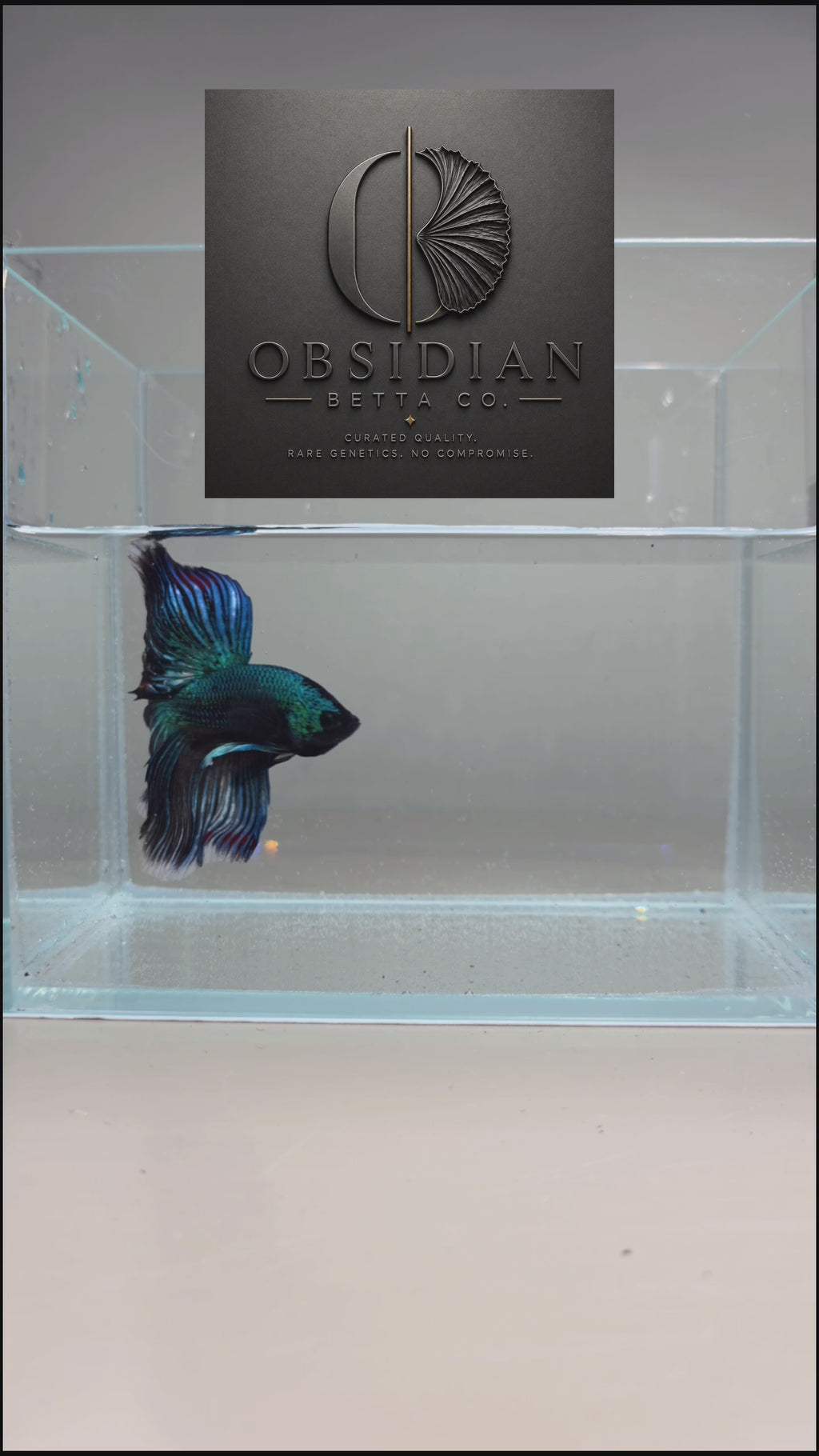 Green Metallic Halfmoon Male