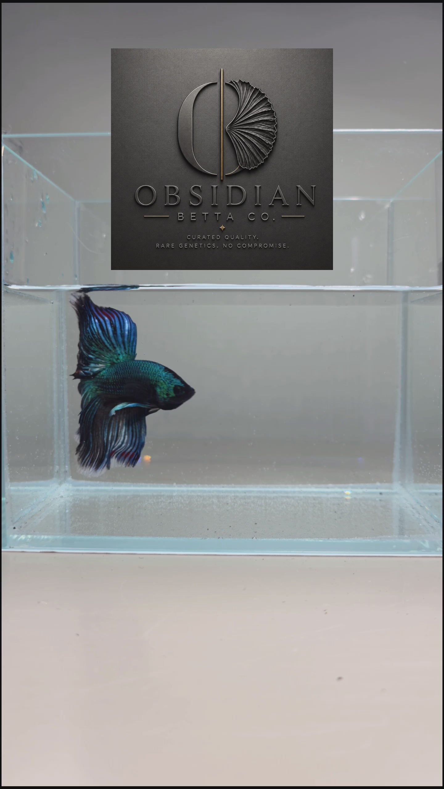 Green Metallic Halfmoon Male