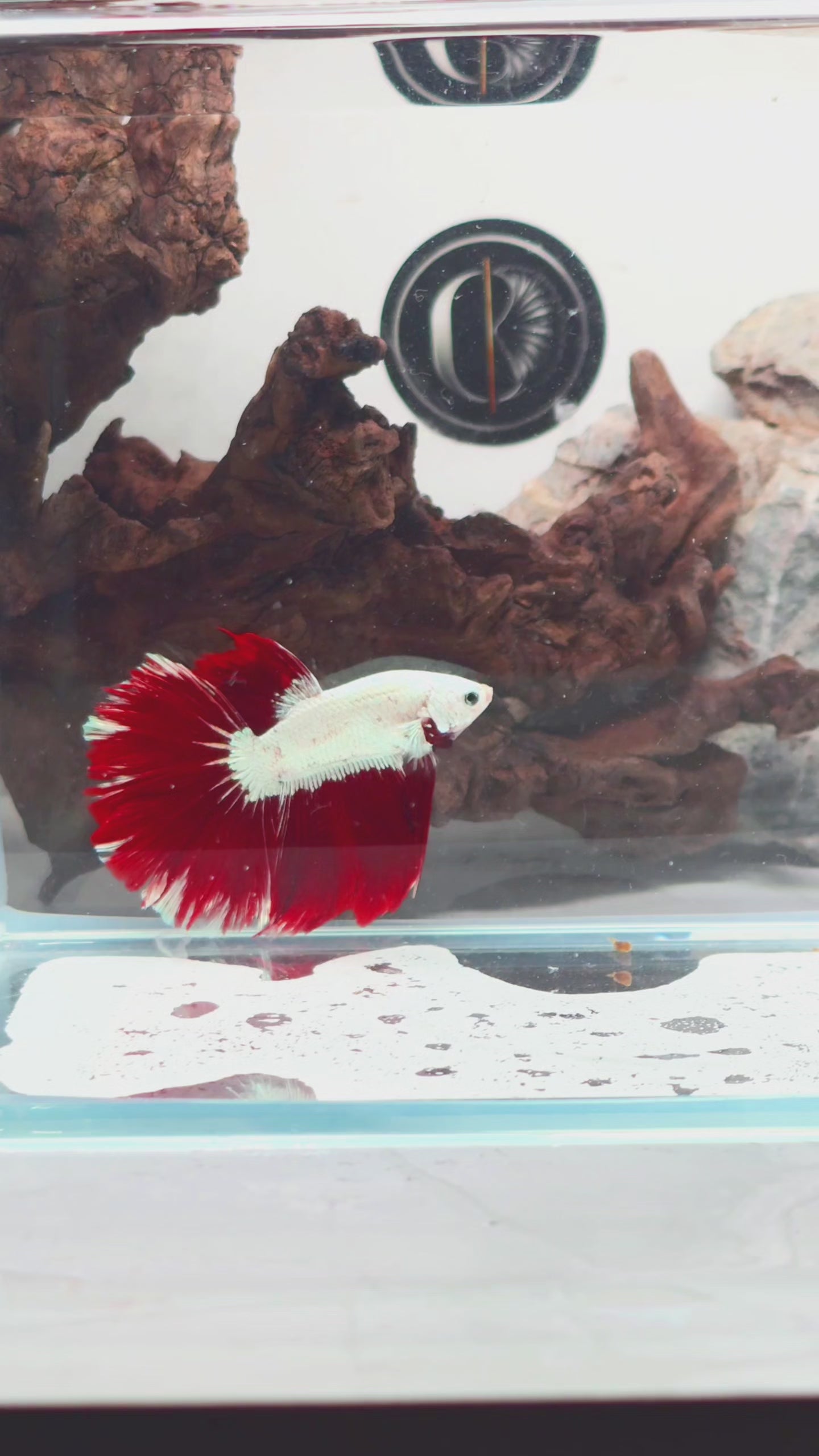 Red Dragon Bi-colour Male HMPK | WYSIWYG