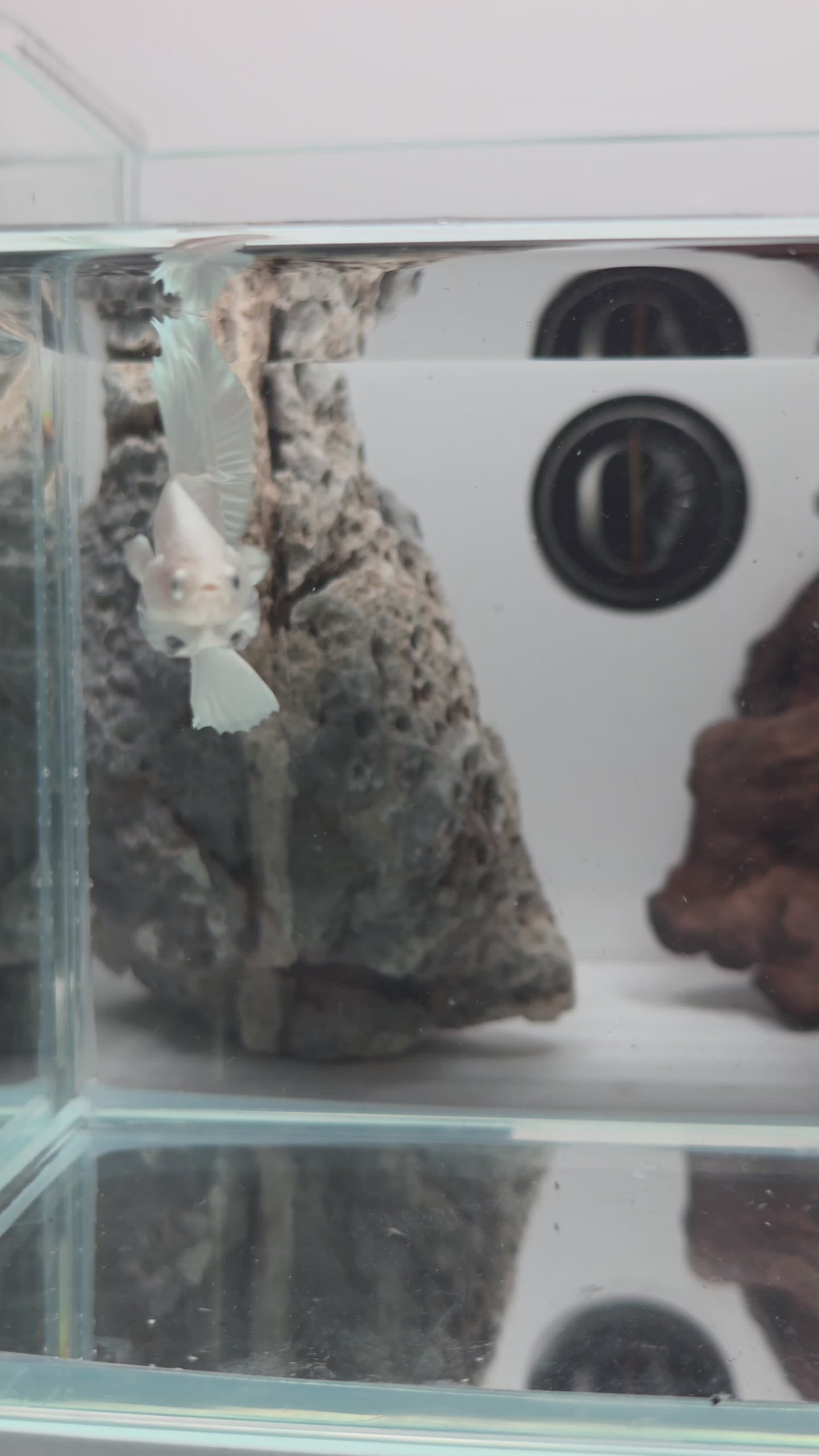 Male White Platinum Halfmoon Betta Fish (LGT-OTH-M-003)