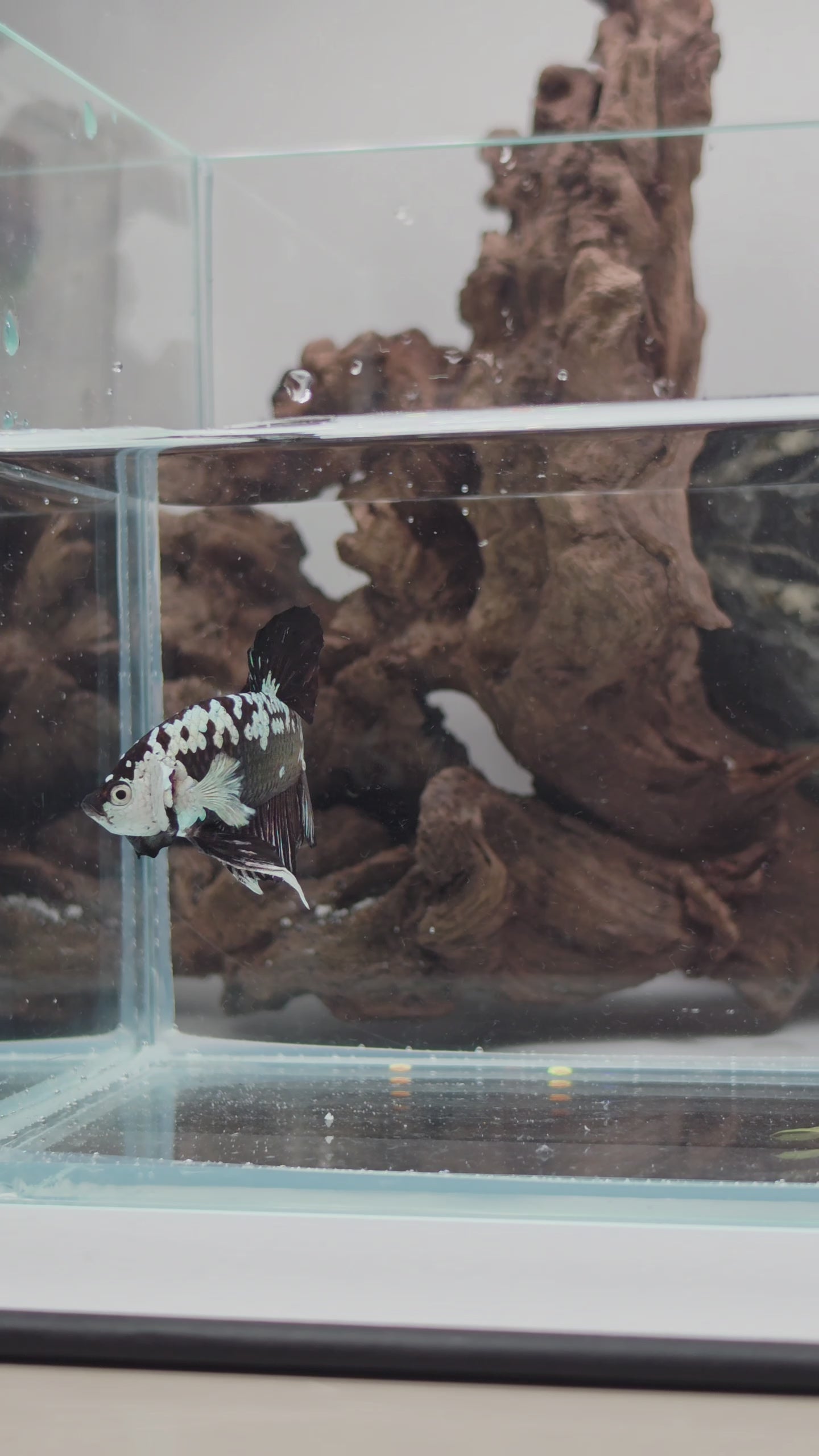 Black Samurai Betta Pair 1 - Premium WYSIWYG Pair