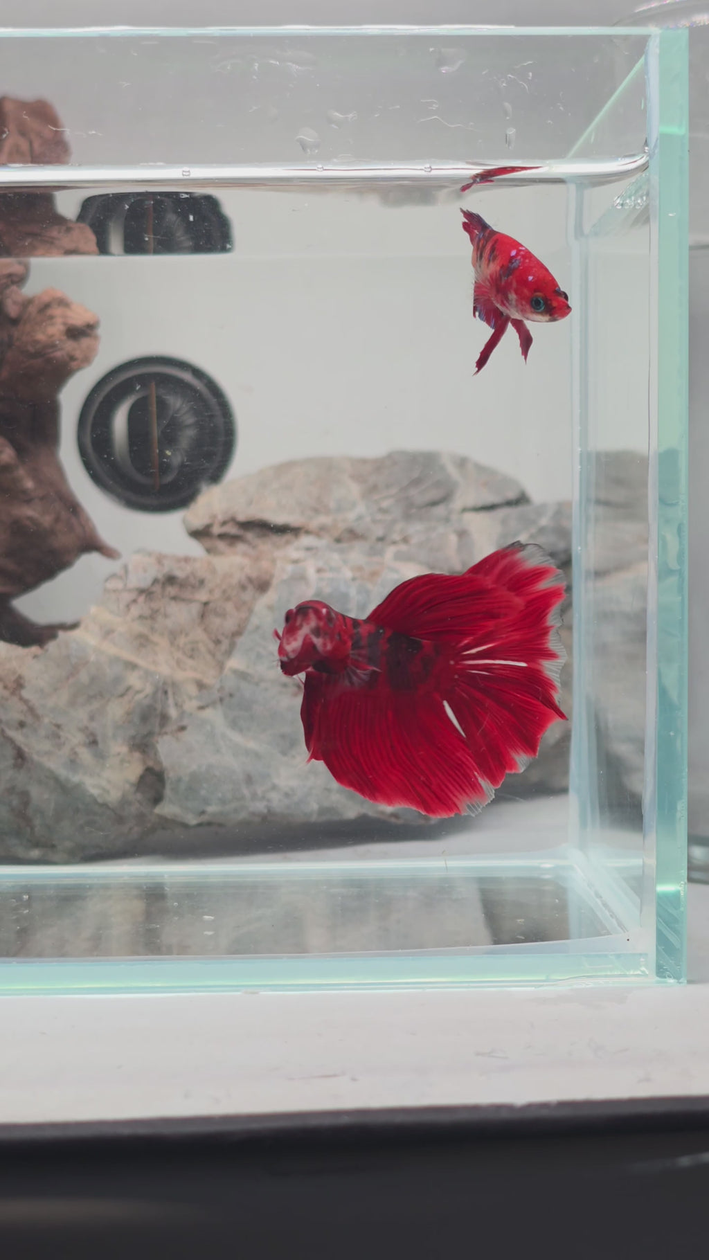 Premium Red & Black Koi Halfmoon Male | WYSIWYG