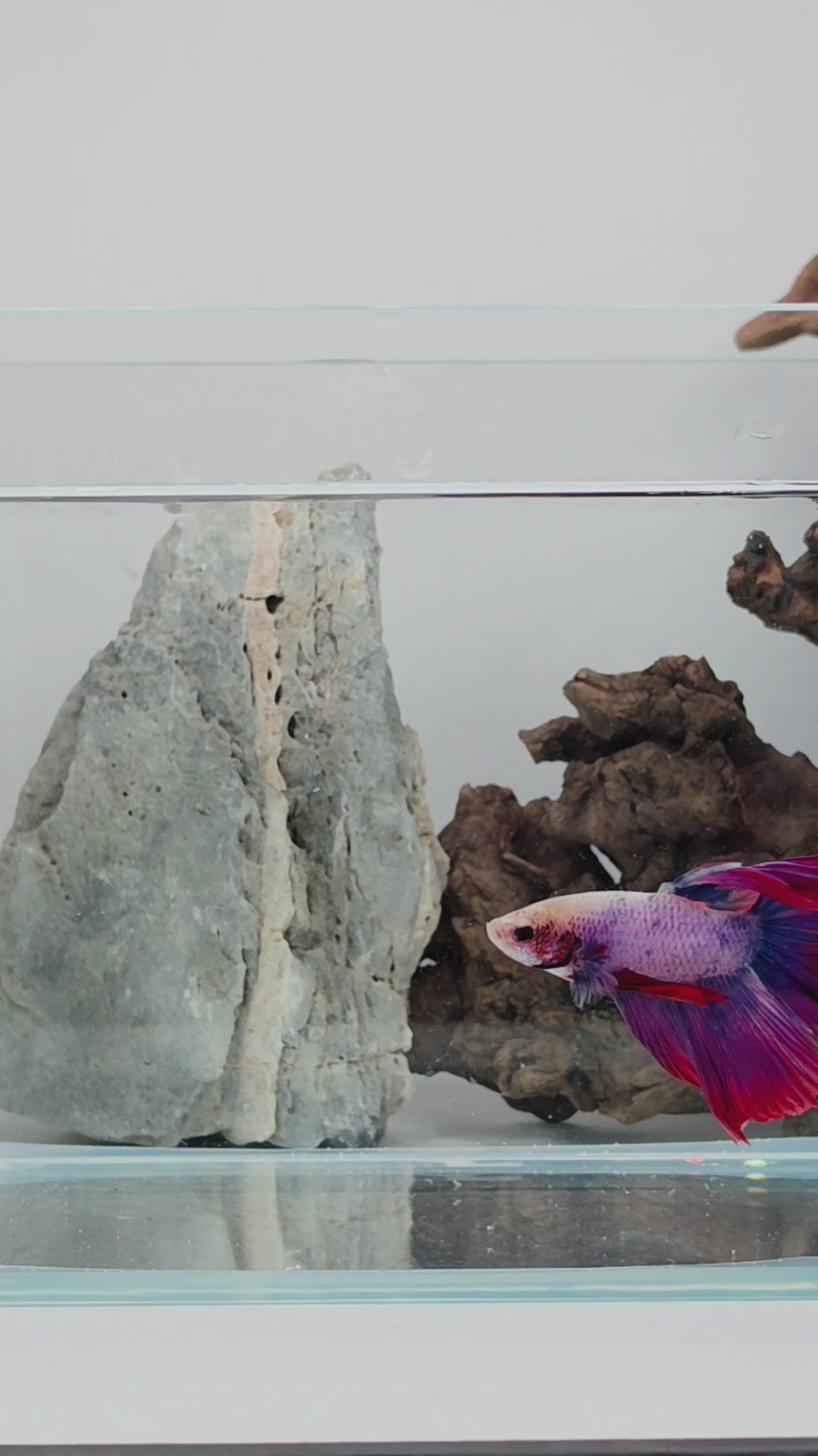 Halfmoon Pastel Spectral Male Betta Fish (SPC-OTH-M-011)