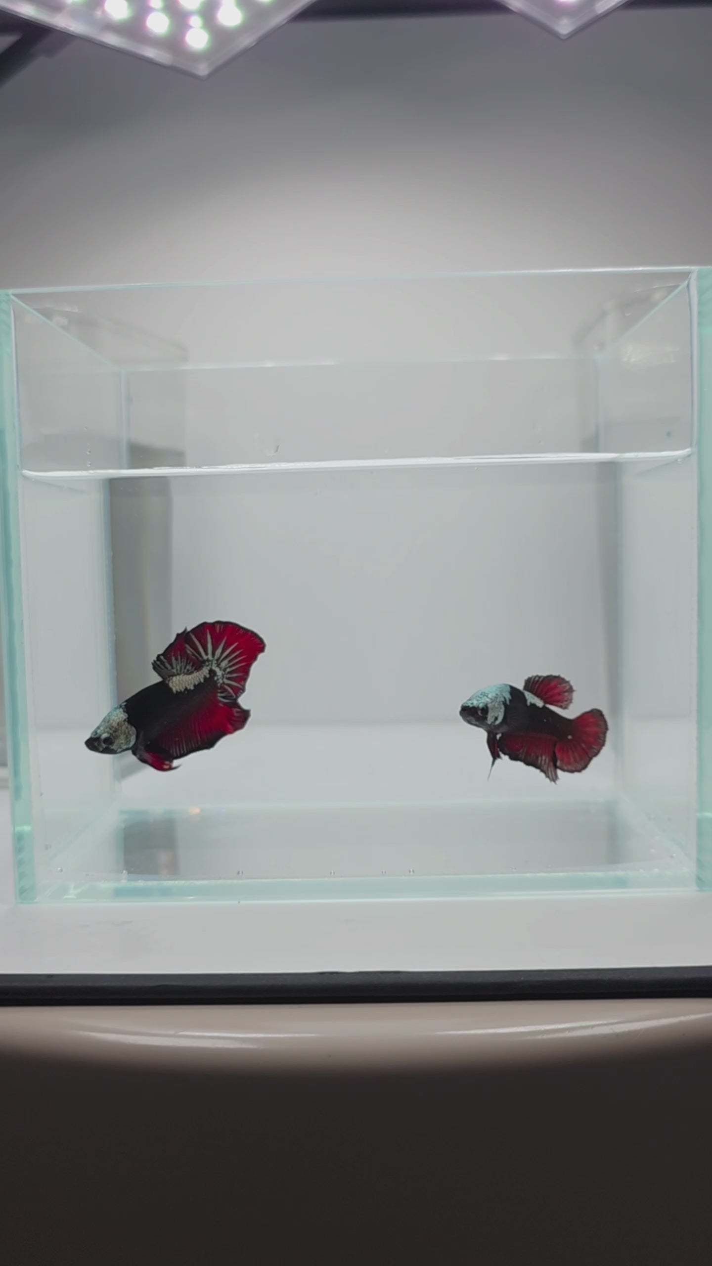 Elite Vampire Samurai HMPK Male Betta
