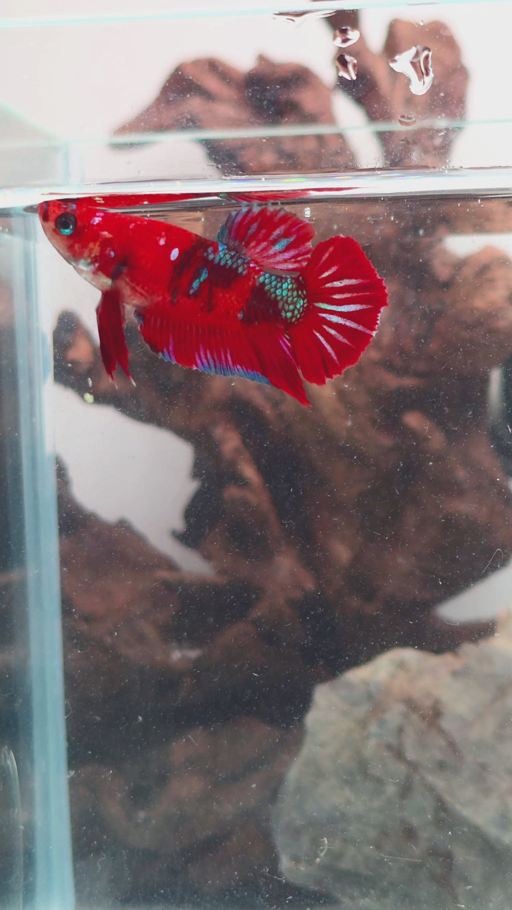 Premium Red Galaxy Metallic Koi Female Halfmoon | WYSIWYG