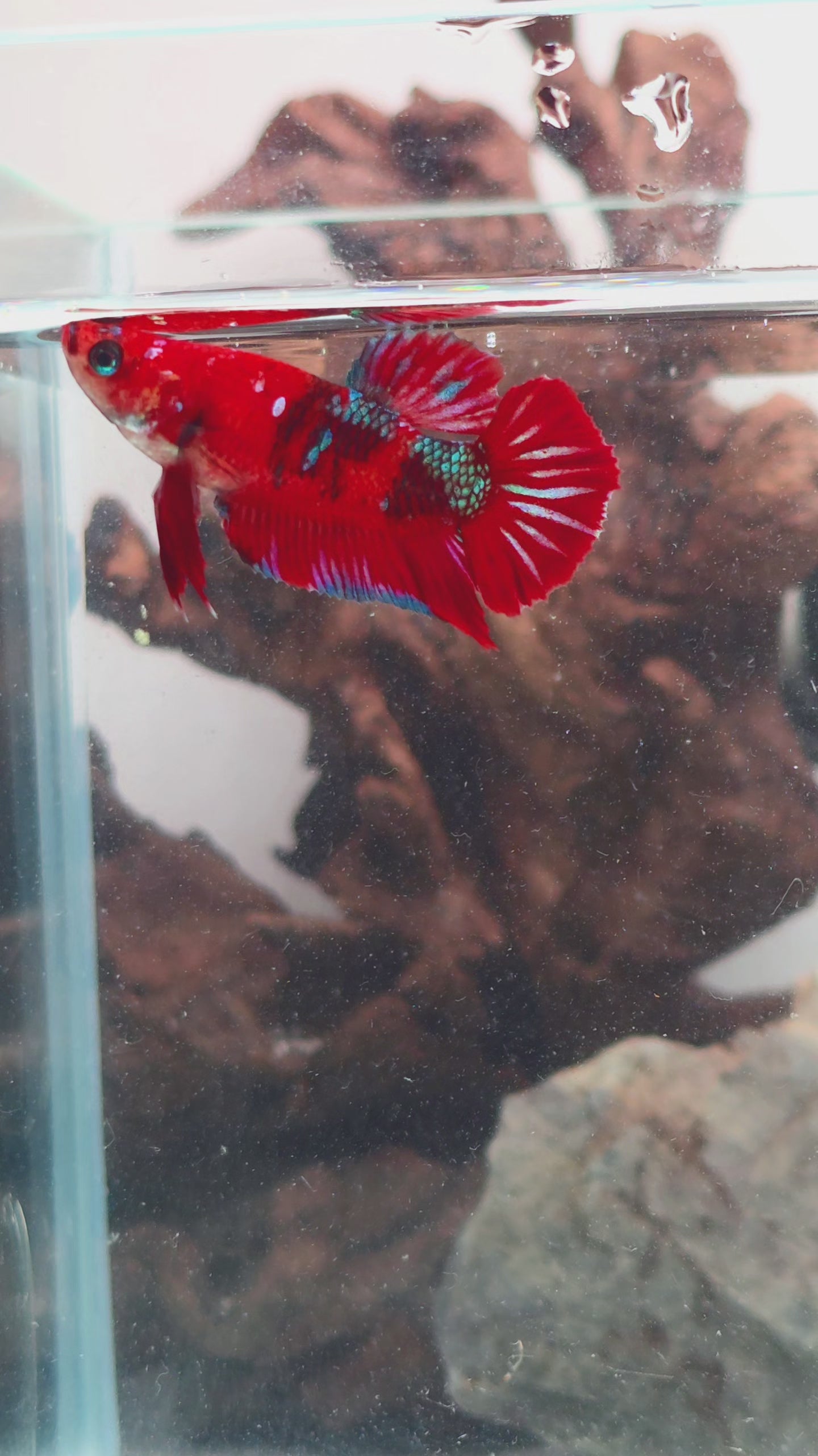 Premium Red Galaxy Metallic Koi Female Halfmoon | WYSIWYG