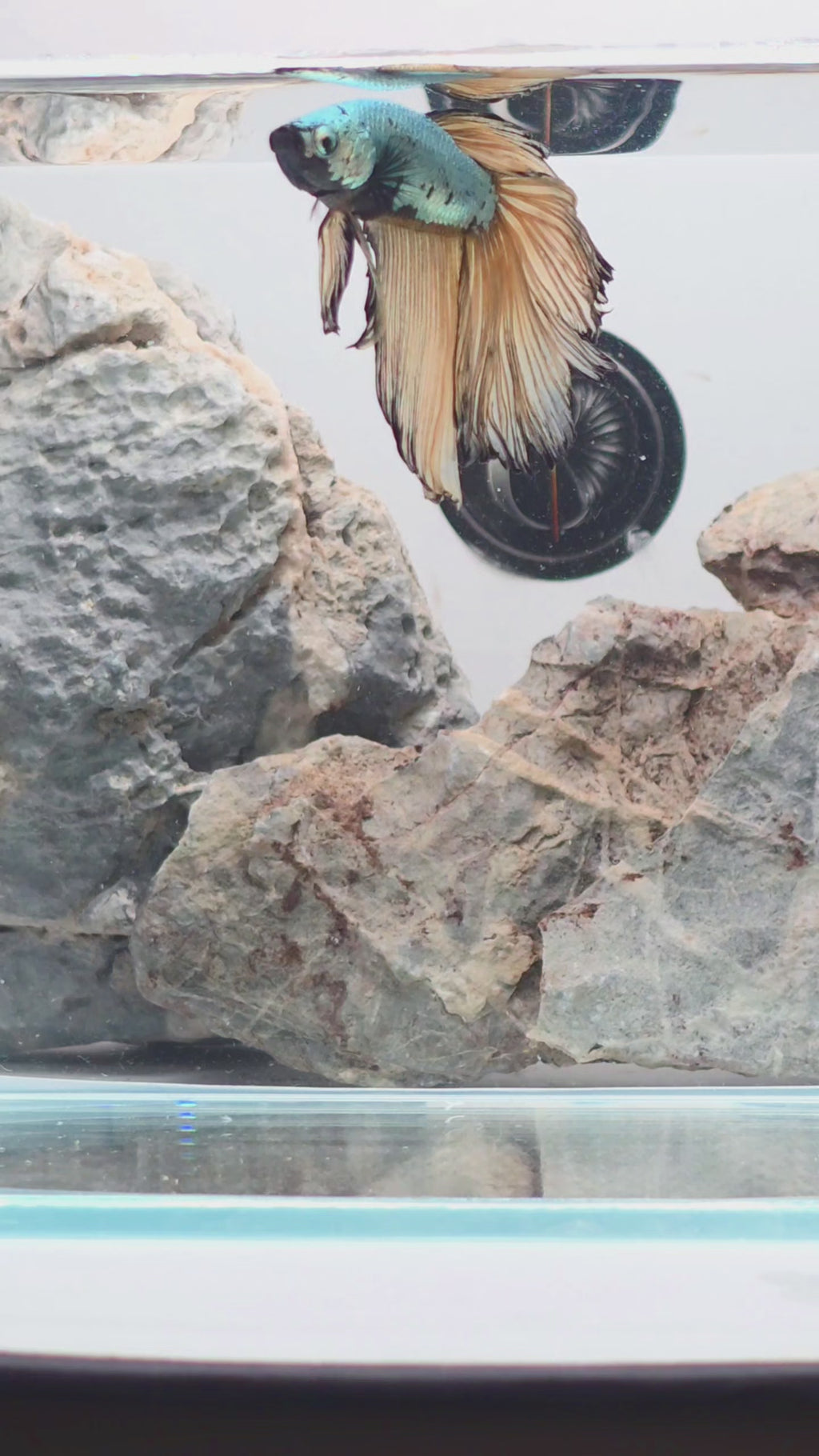 Halfmoon Mustard Gas Samurai Male Betta | WYSIWYG