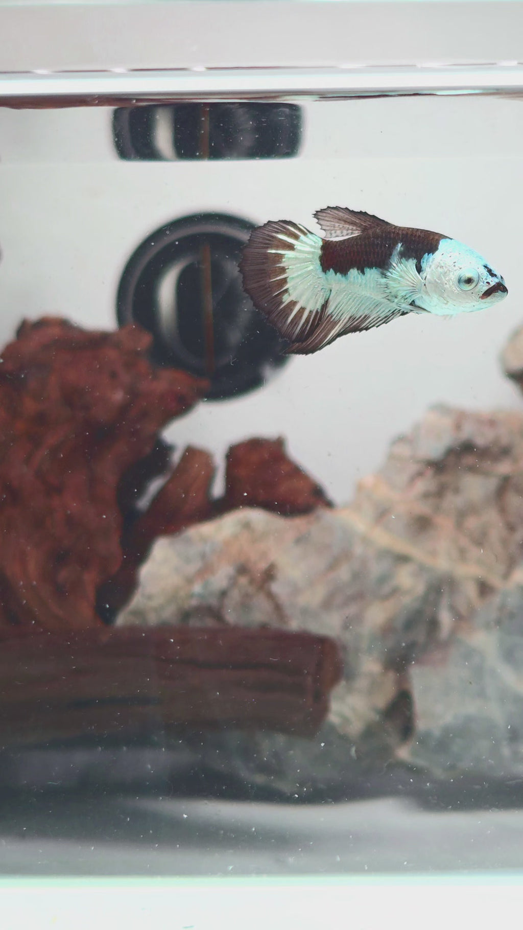 Snow Mamba Halfmoon Female | WYSIWYG