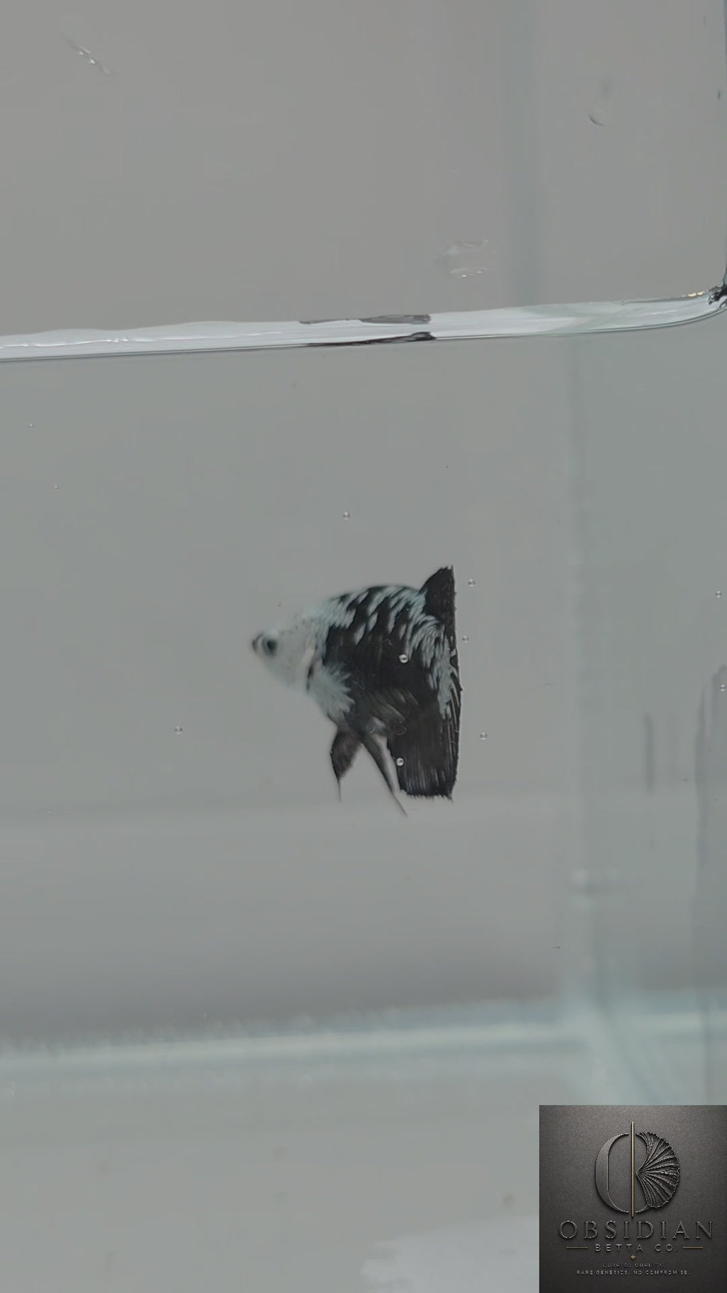 Premium Black Samurai HMPK Female Betta