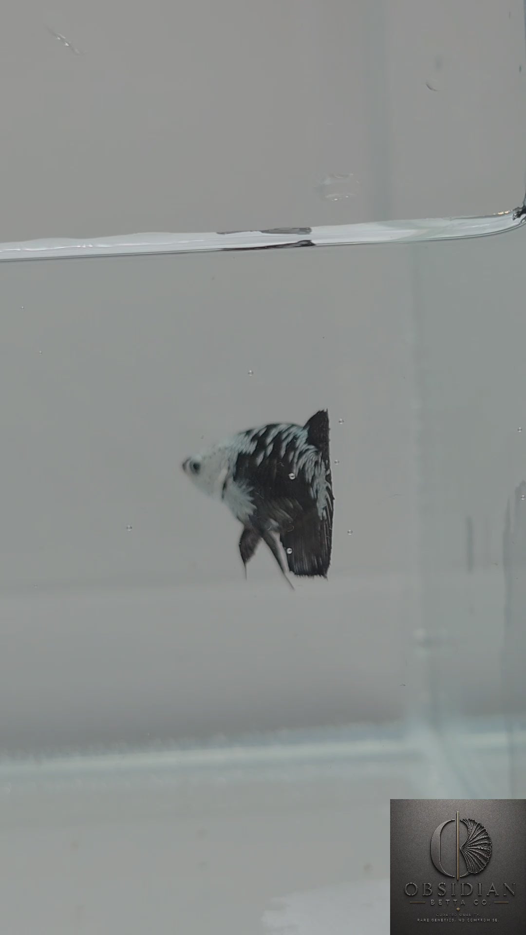Premium Black Samurai HMPK Female Betta
