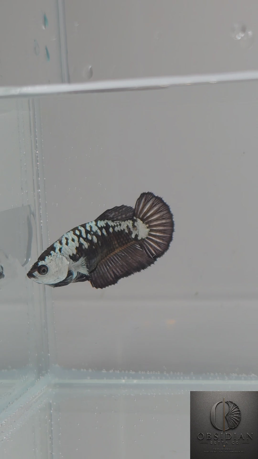 Premium Black Samurai HMPK Female Betta
