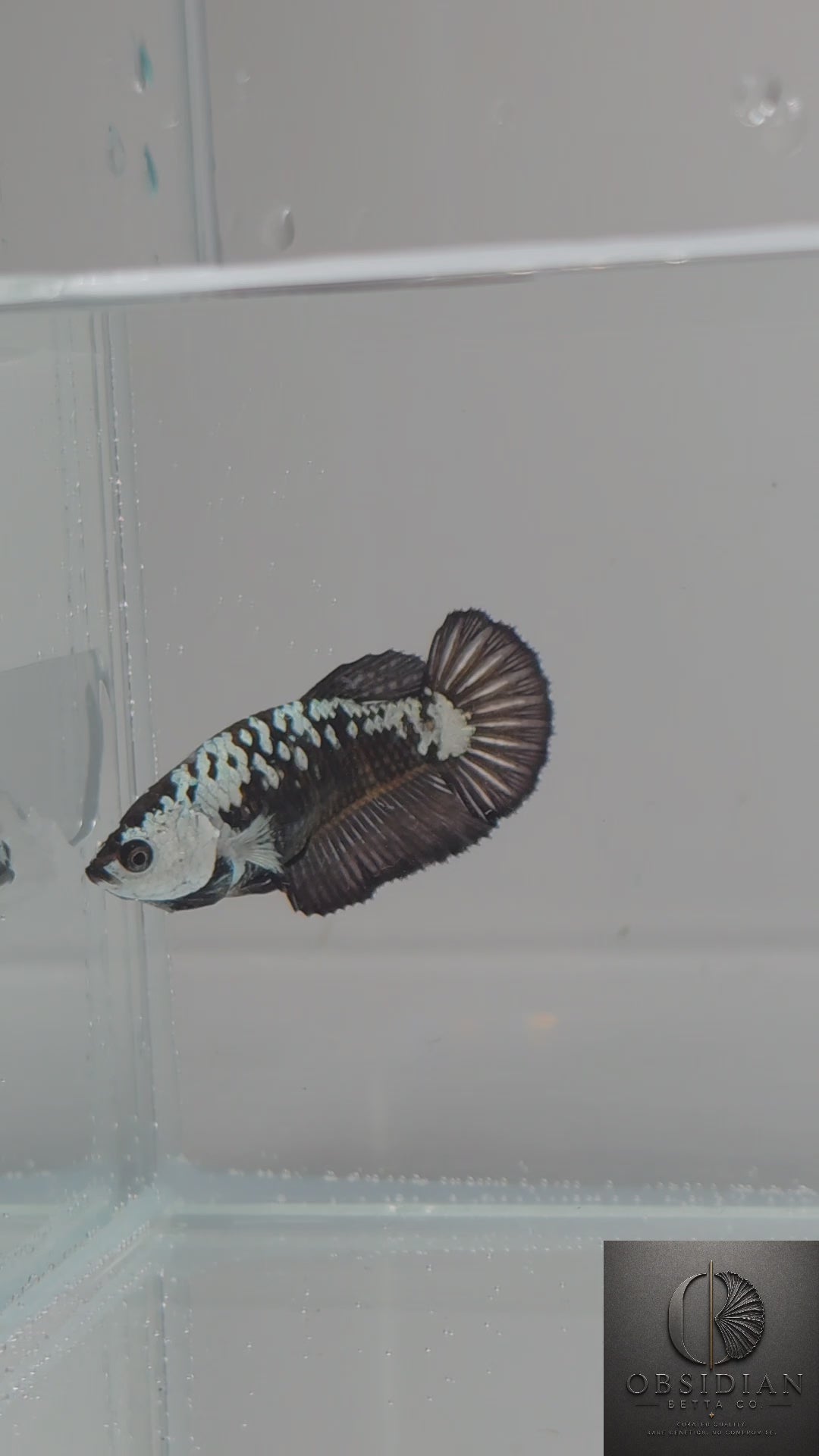 Premium Black Samurai HMPK Female Betta