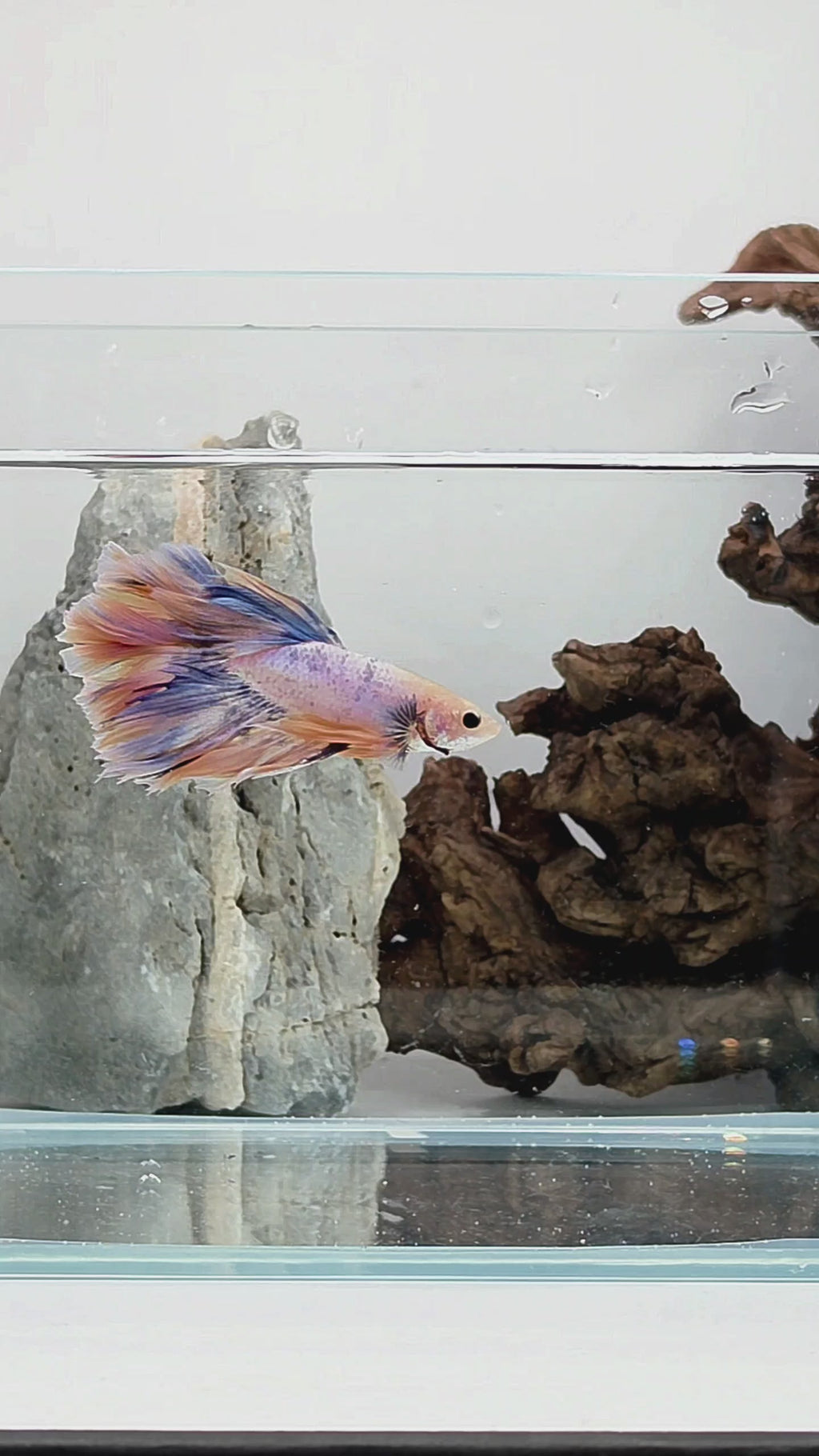 Halfmoon Yellow Pastel Rosetail Male Betta Fish (SPC-OTH-M-013)