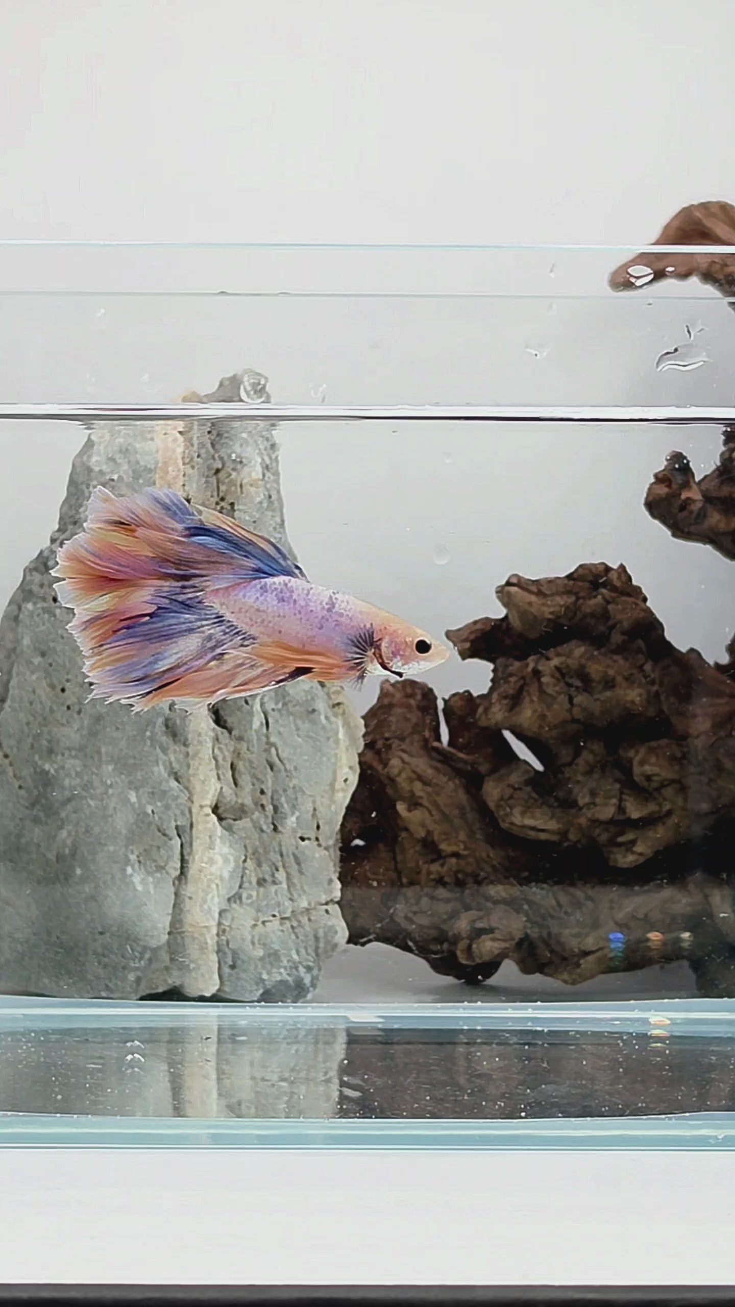 Halfmoon Yellow Pastel Rosetail Male Betta Fish (SPC-OTH-M-013)