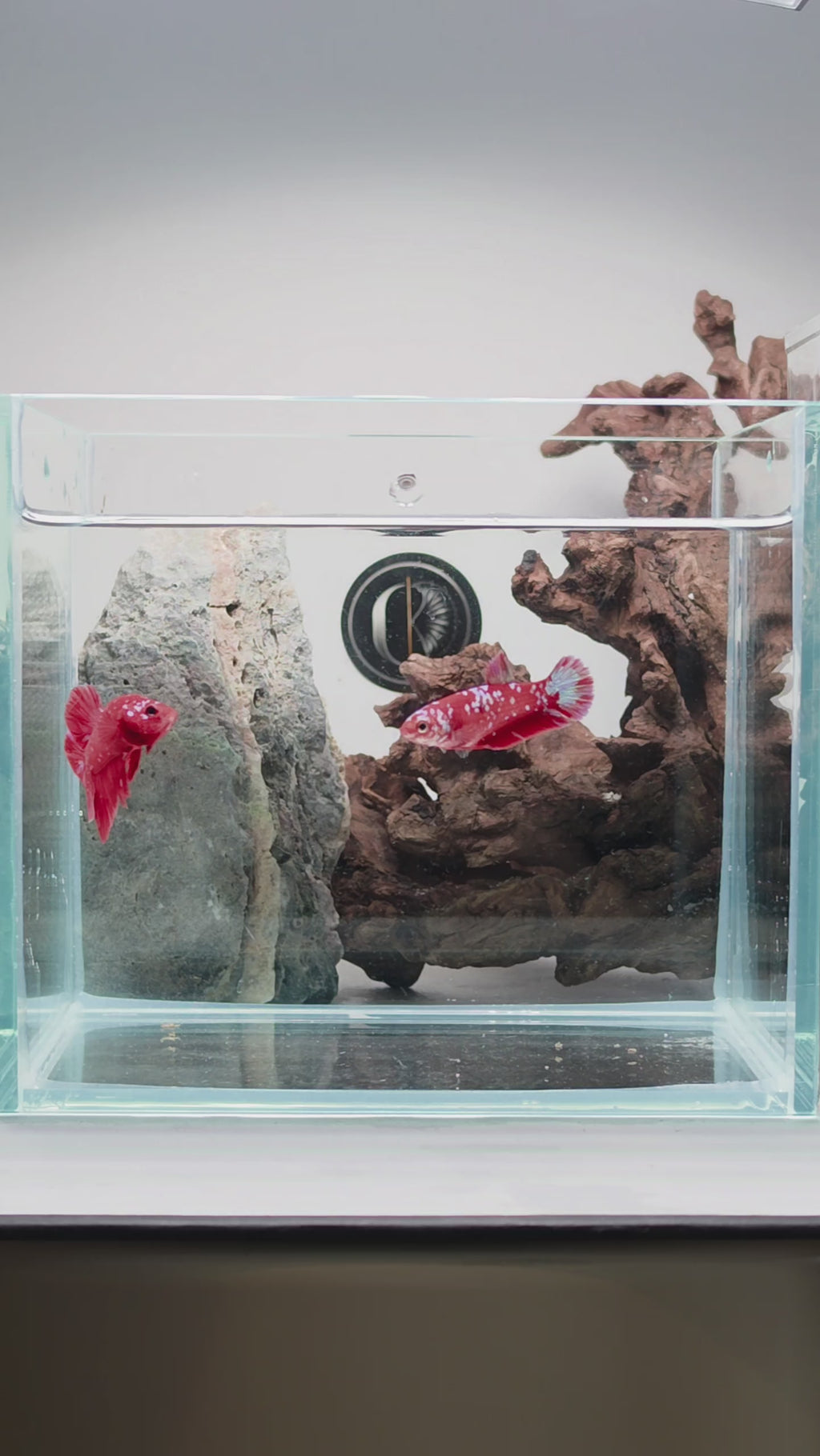 Crimson Gold Barongsai HMPK Betta Pair Male (CRM-OTH-M-004) Female (CRM-OTH-F-003)