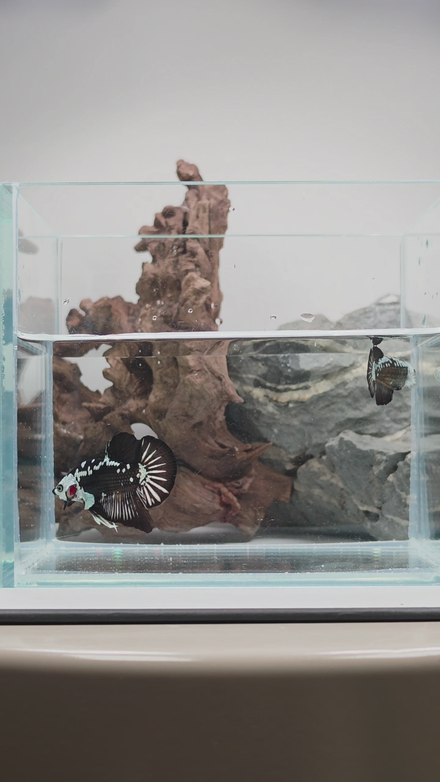 Premium Black Samurai Betta Pair – WYSIWYG Collector Pair