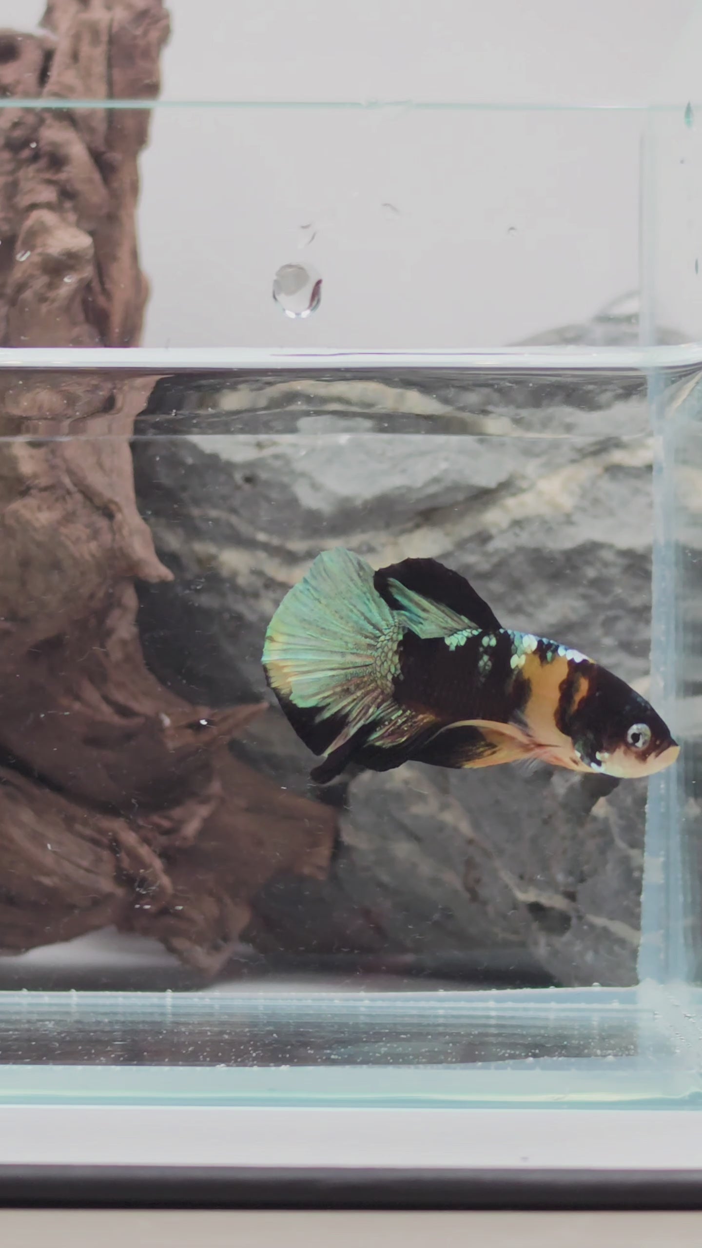 Yellow Copper KOI Betta Pair - Premium WYSIWYG Pair