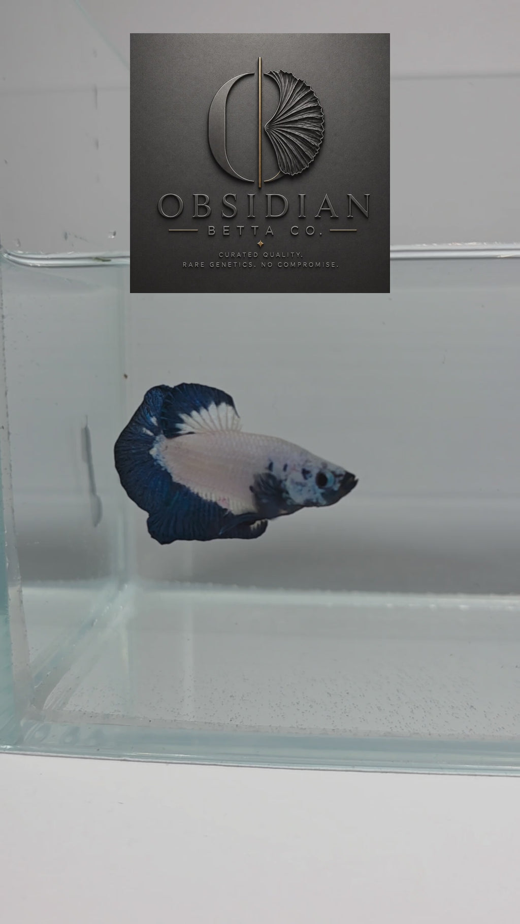 Blue Rim HMPK Male Betta
