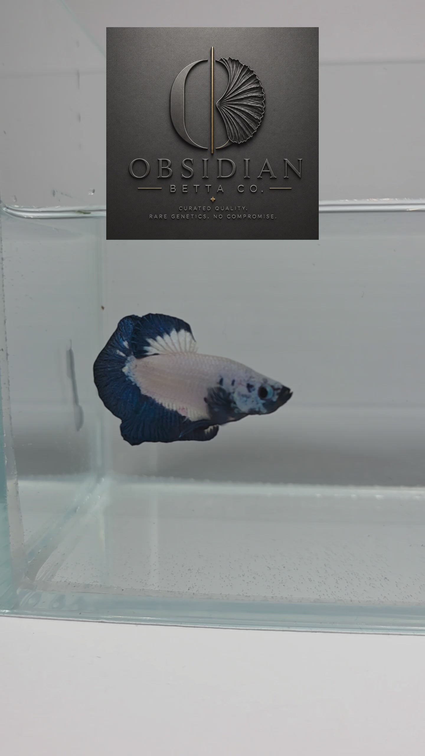 Blue Rim HMPK Male Betta