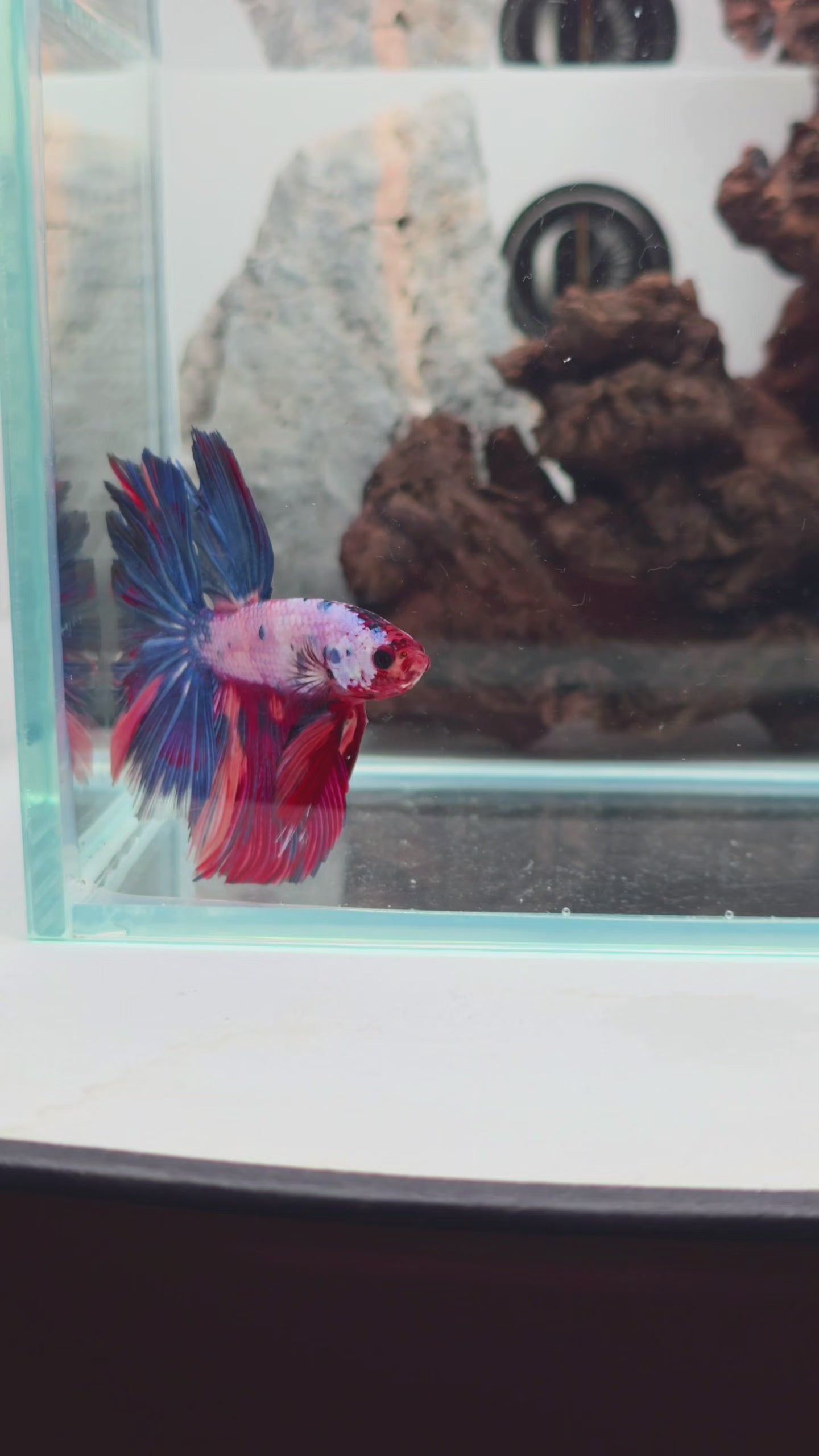 Candy Multicolour Halfmoon Betta Male | WYSIWYG