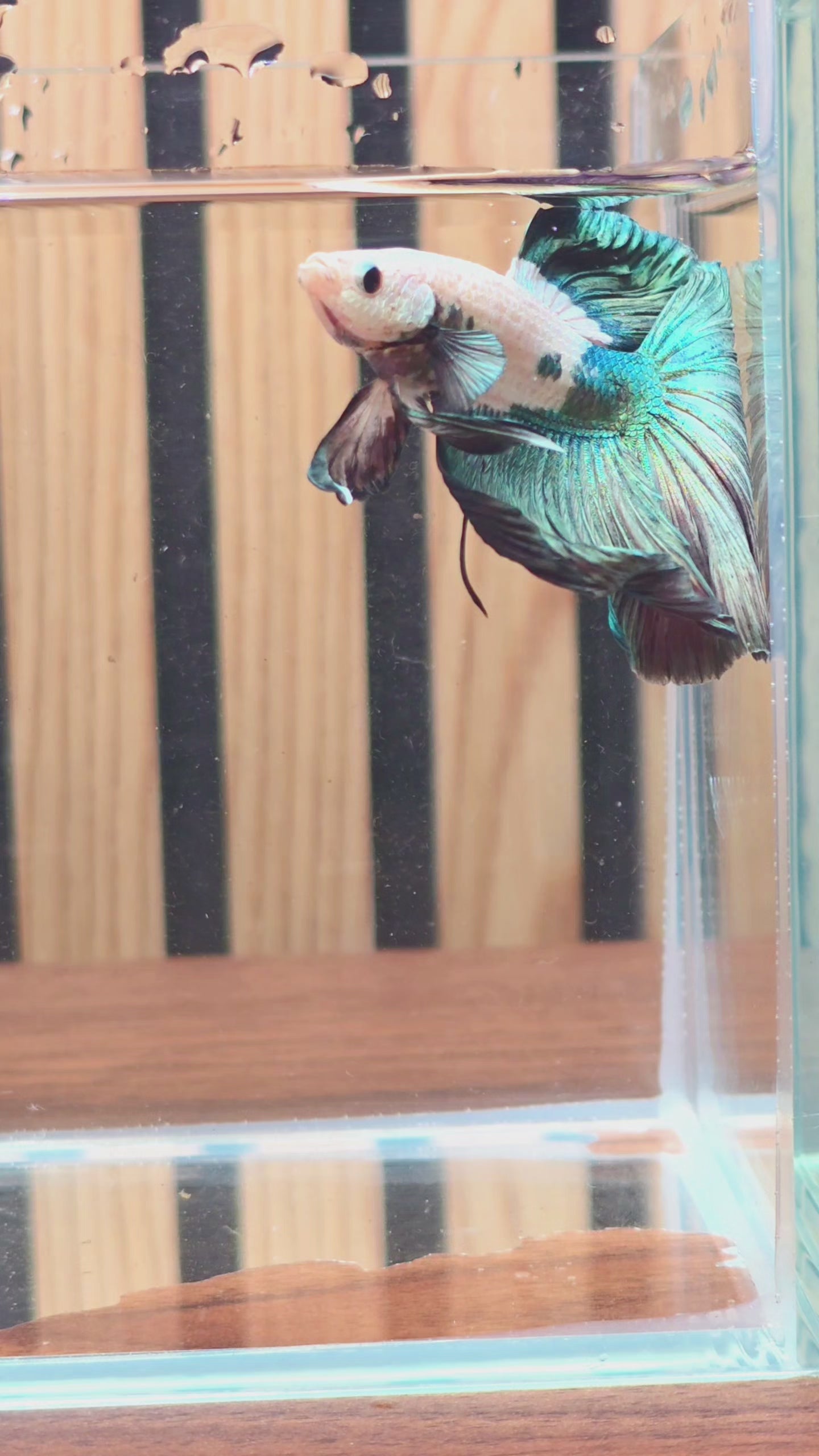 Premium Copper Rim Halfmoon Male Betta | WYSIWYG