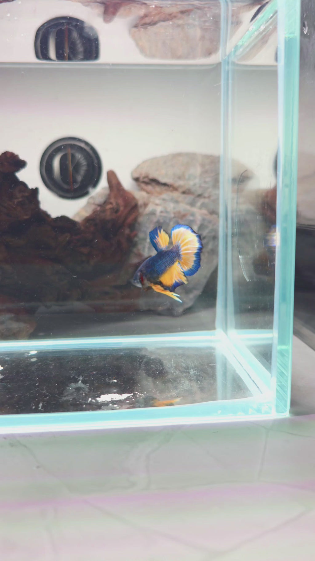 Premium HMPK Mustard Gas Male Betta | WYSIWYG