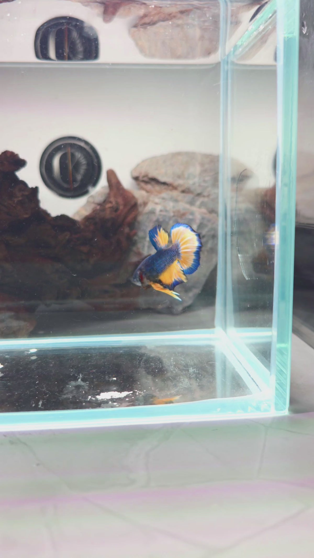 Premium HMPK Mustard Gas Male Betta | WYSIWYG