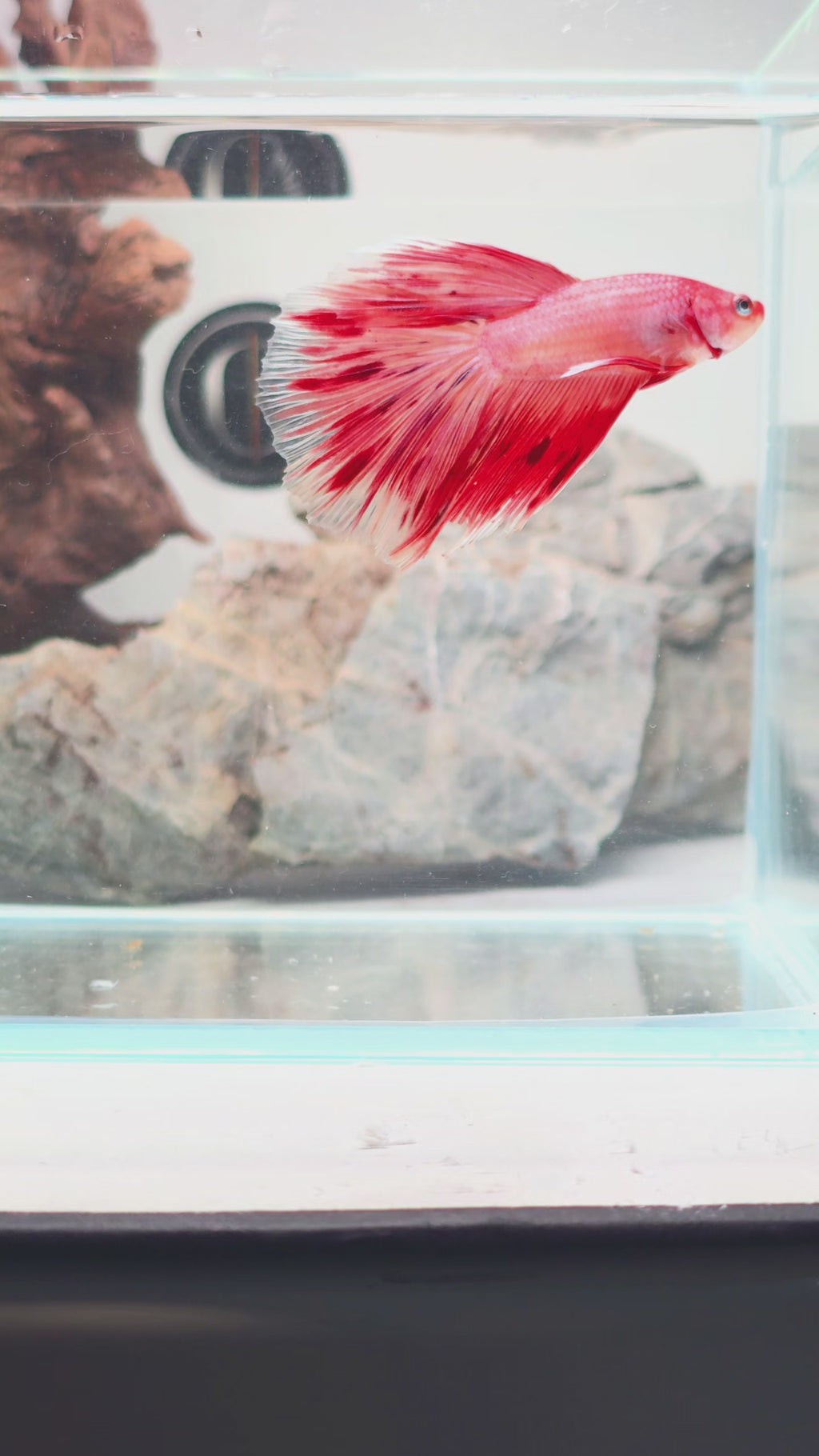 Premium Crimson Butterfly Halfmoon Male | WYSIWYG