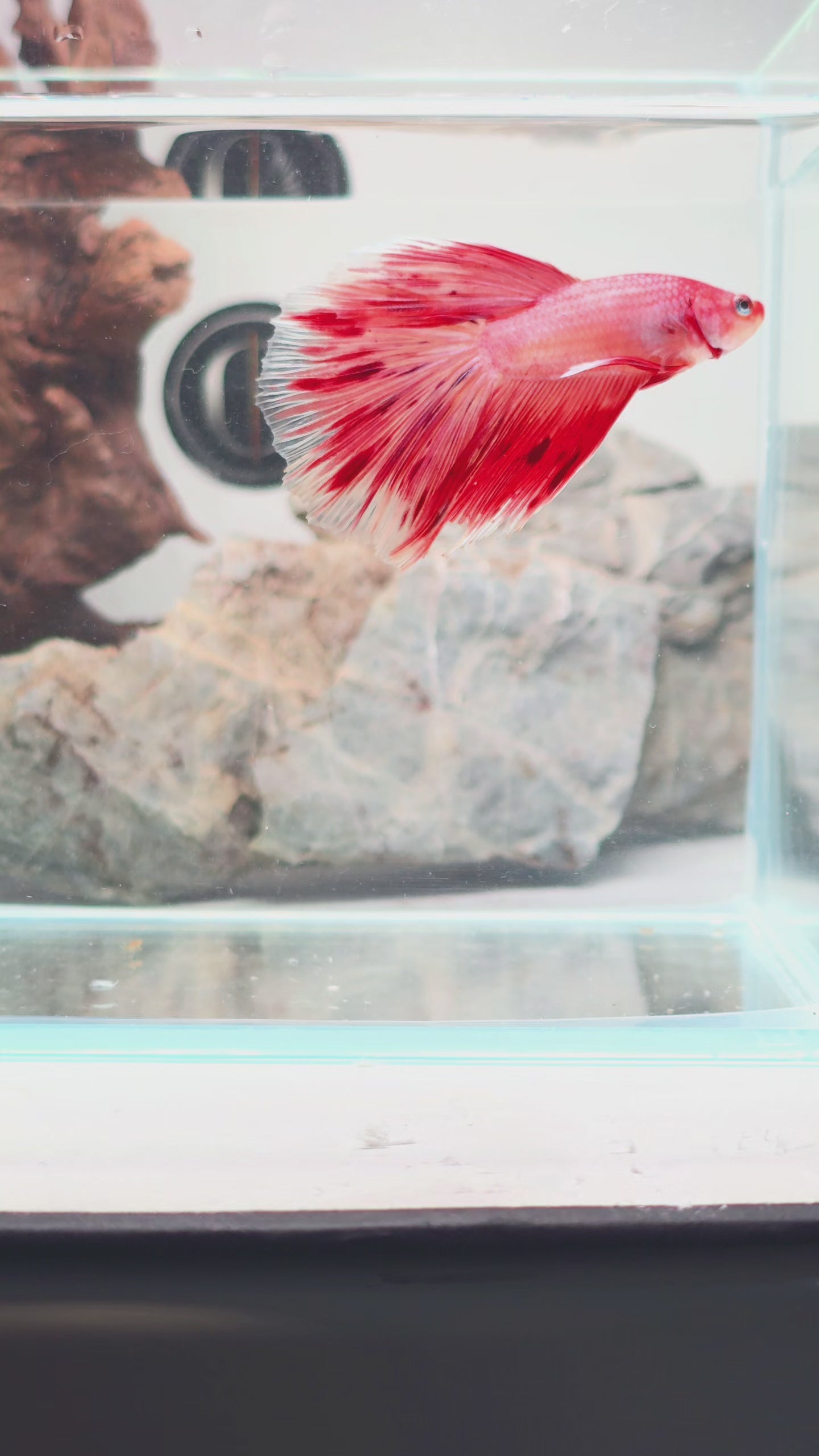 Premium Crimson Butterfly Halfmoon Male | WYSIWYG