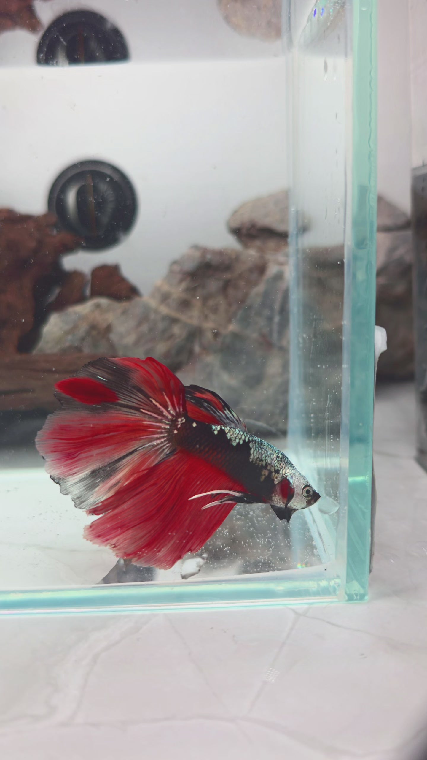 Premium Samurai Nemo Fire Halfmoon Male | WYSIWYG