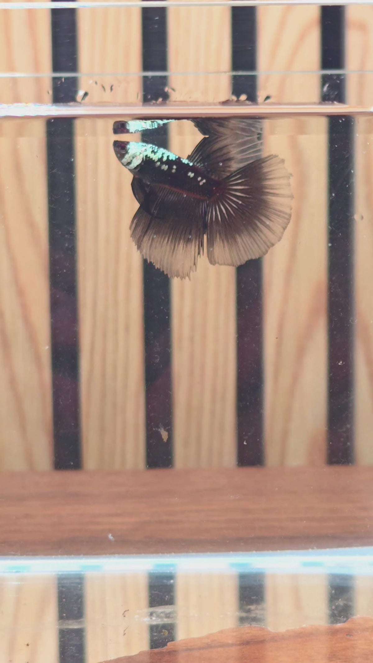 Black Samurai Halfmoon Male Betta | WYSIWYG