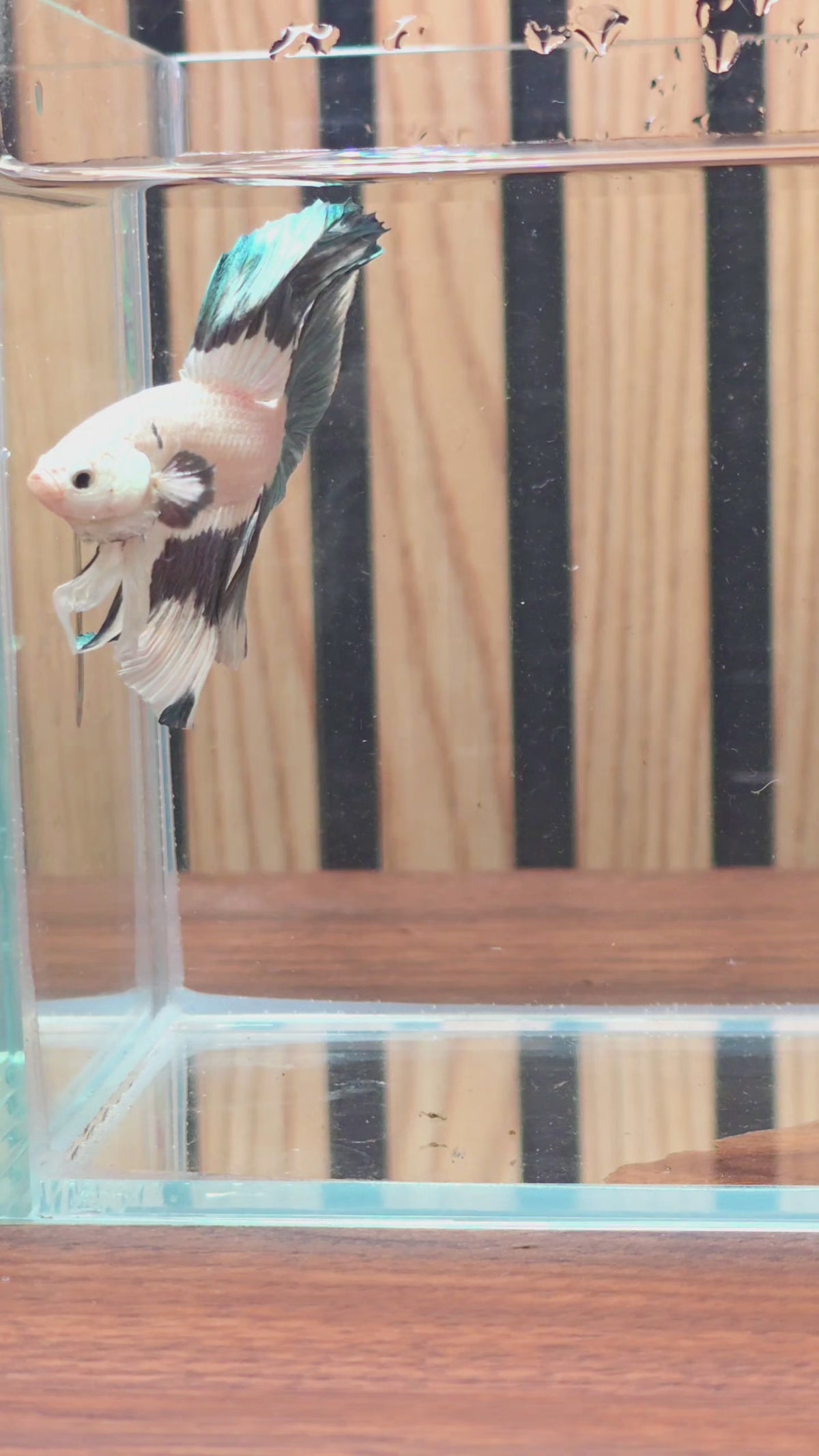 Copper Rim Butterfly Halfmoon Male Betta | Premium WYSIWYG