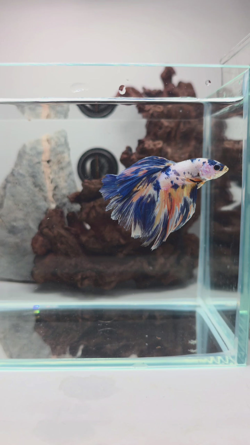 Premium Candy Multicolour Halfmoon Betta Male | WYSIWYG