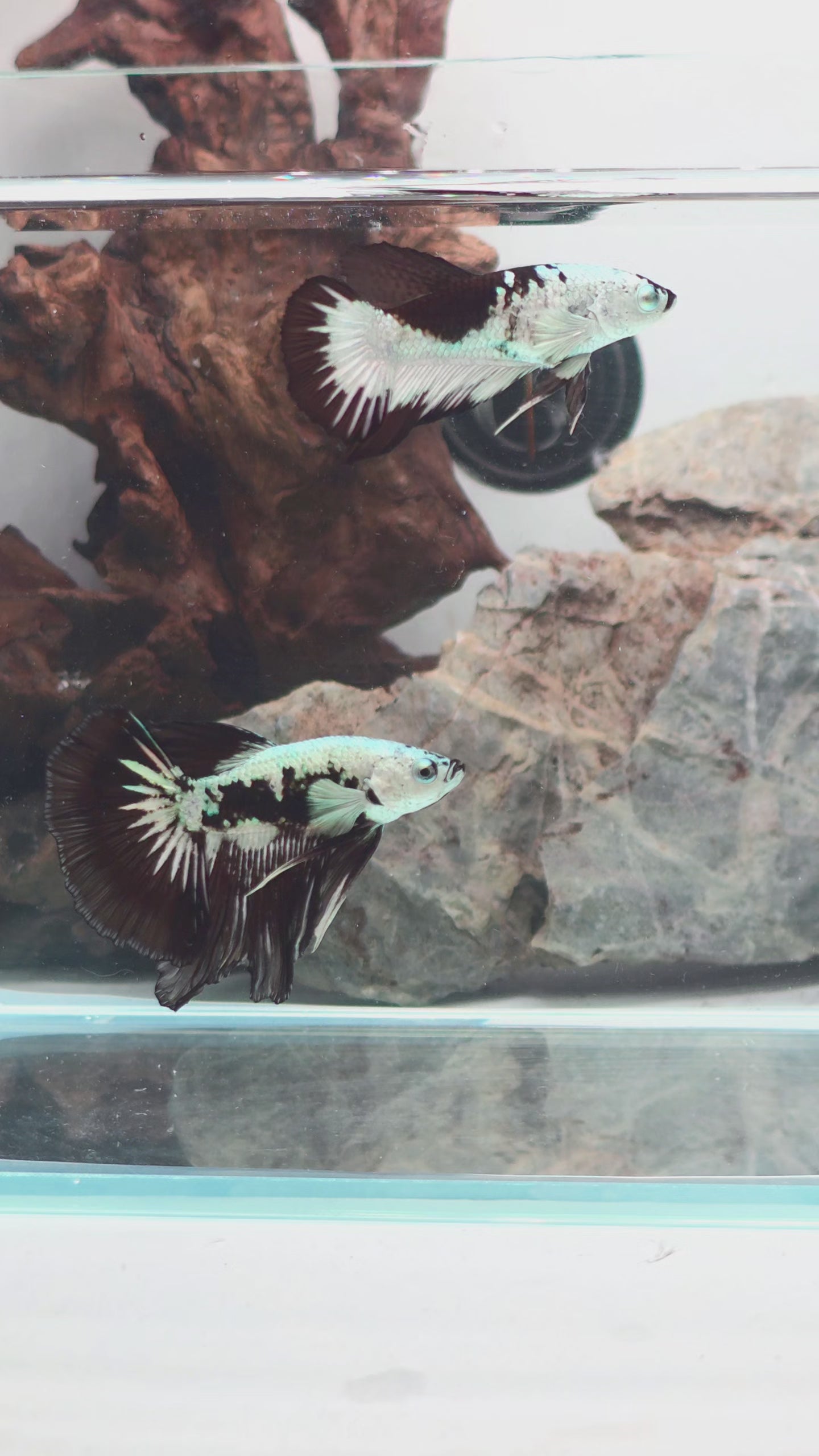 Premium Halfmoon Snow Pair | WYSIWYG