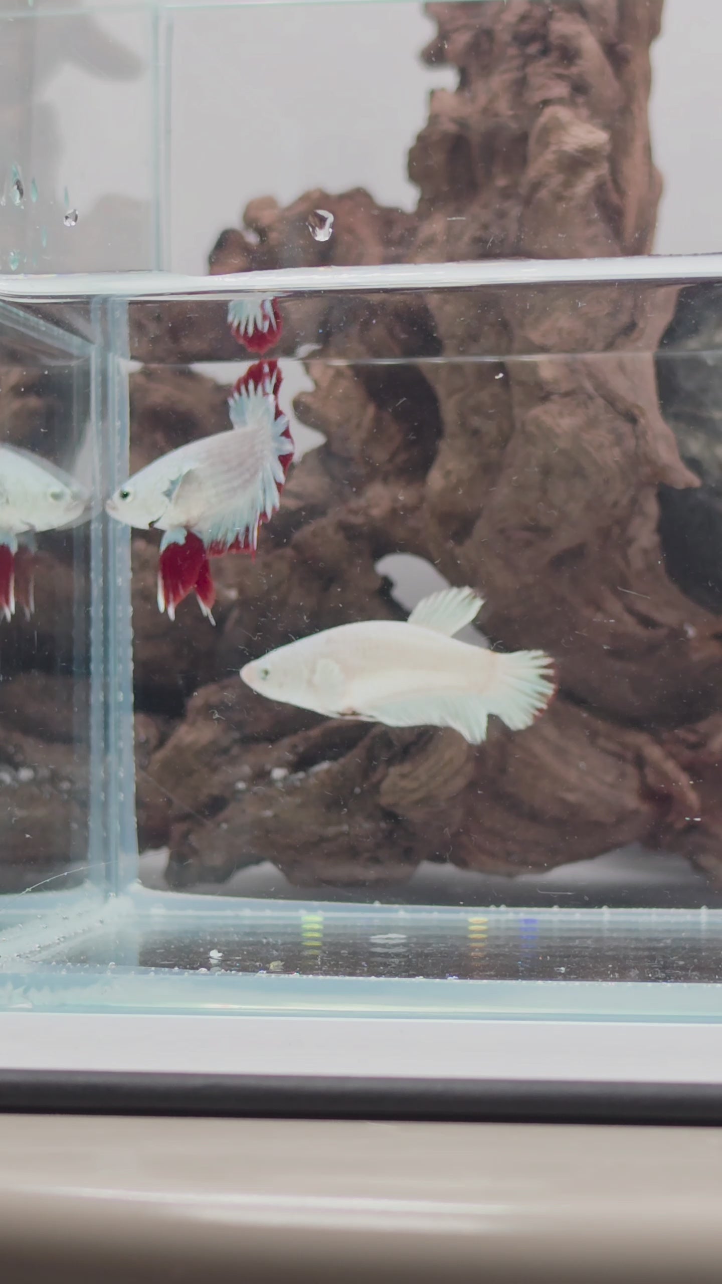Snow Dragon Betta Pair – Premium WYSIWYG Pair