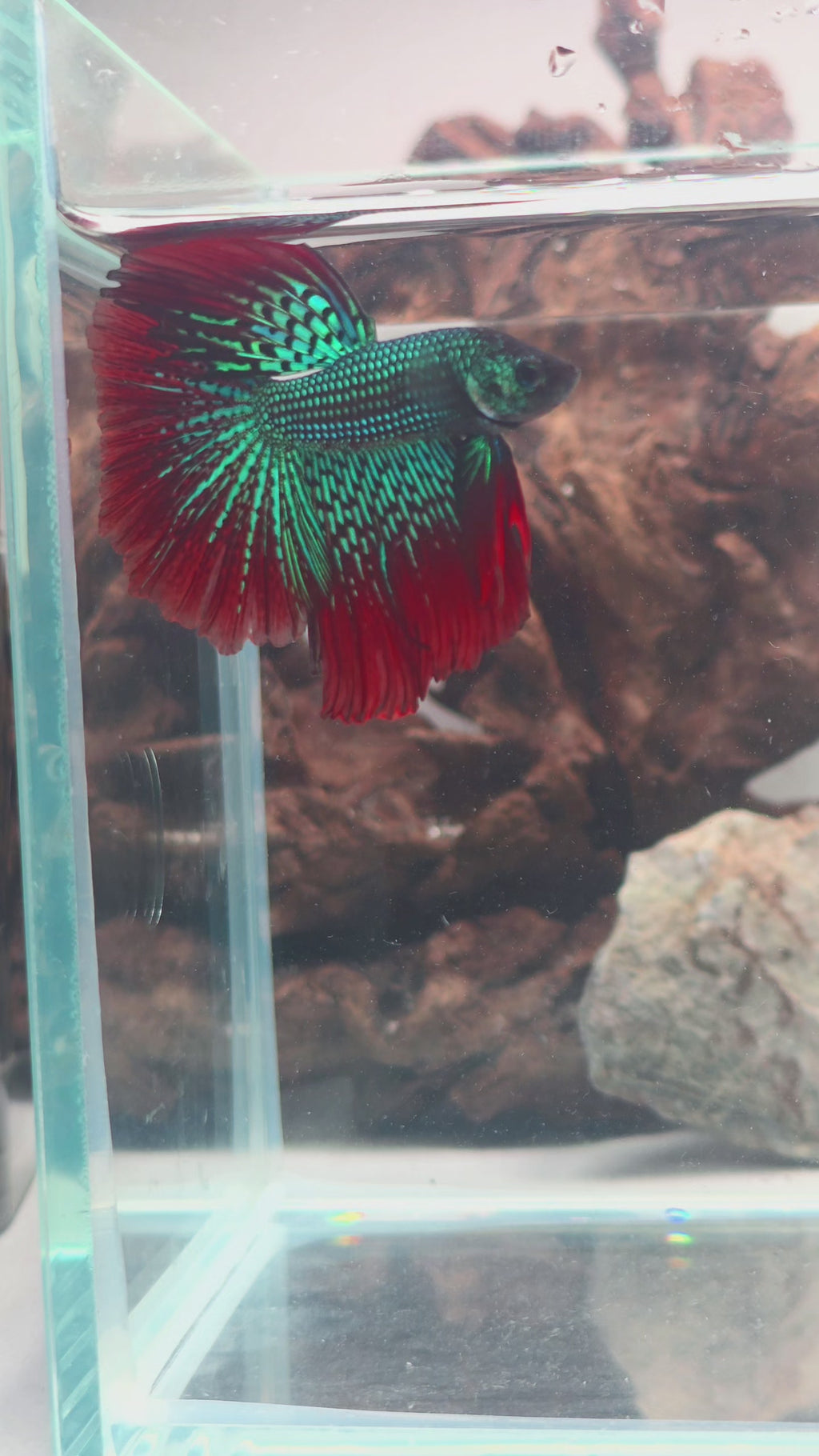 Alien Hybrid Betta Pair | WYSIWYG