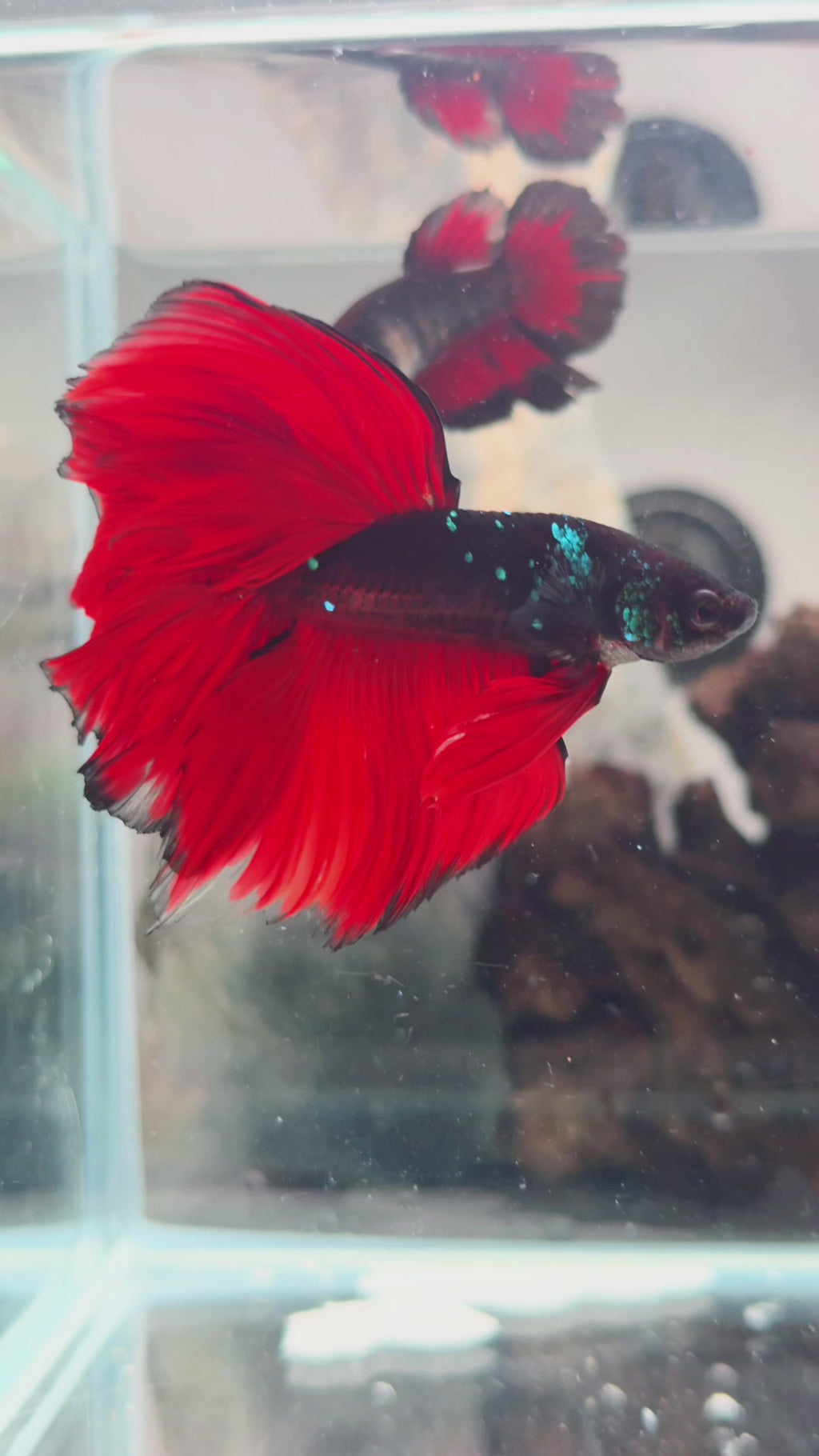Crimson Vampire Halfmoon Betta Fish Male (CRT-OTH-M-005)
