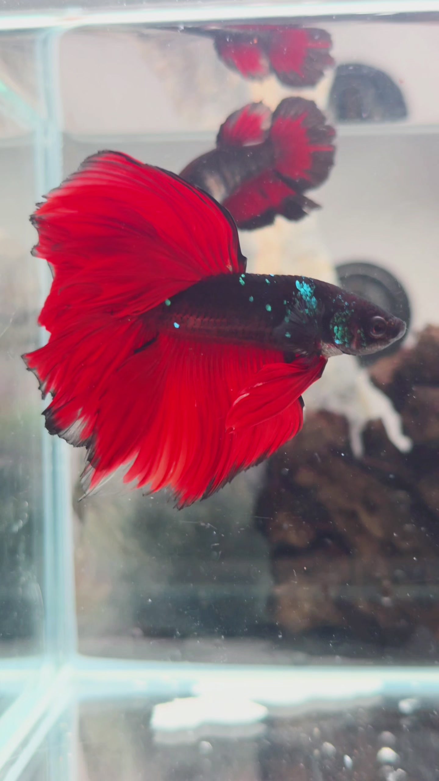 Crimson Vampire Halfmoon Betta Fish Male (CRT-OTH-M-005)
