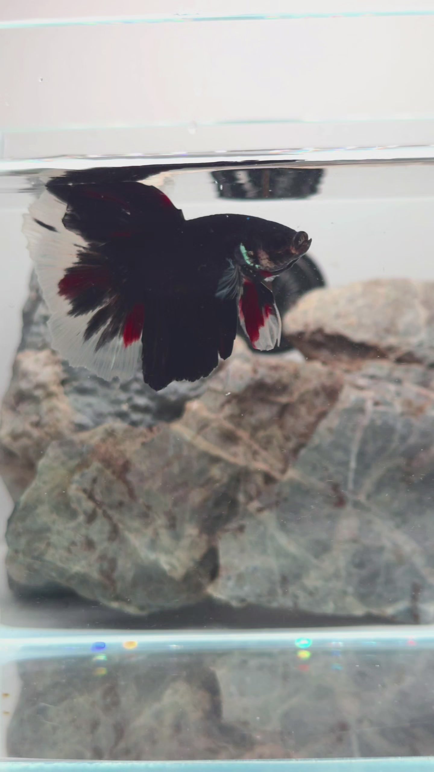 Premium Black Tri-Colour Halfmoon Betta Male | WYSIWYG