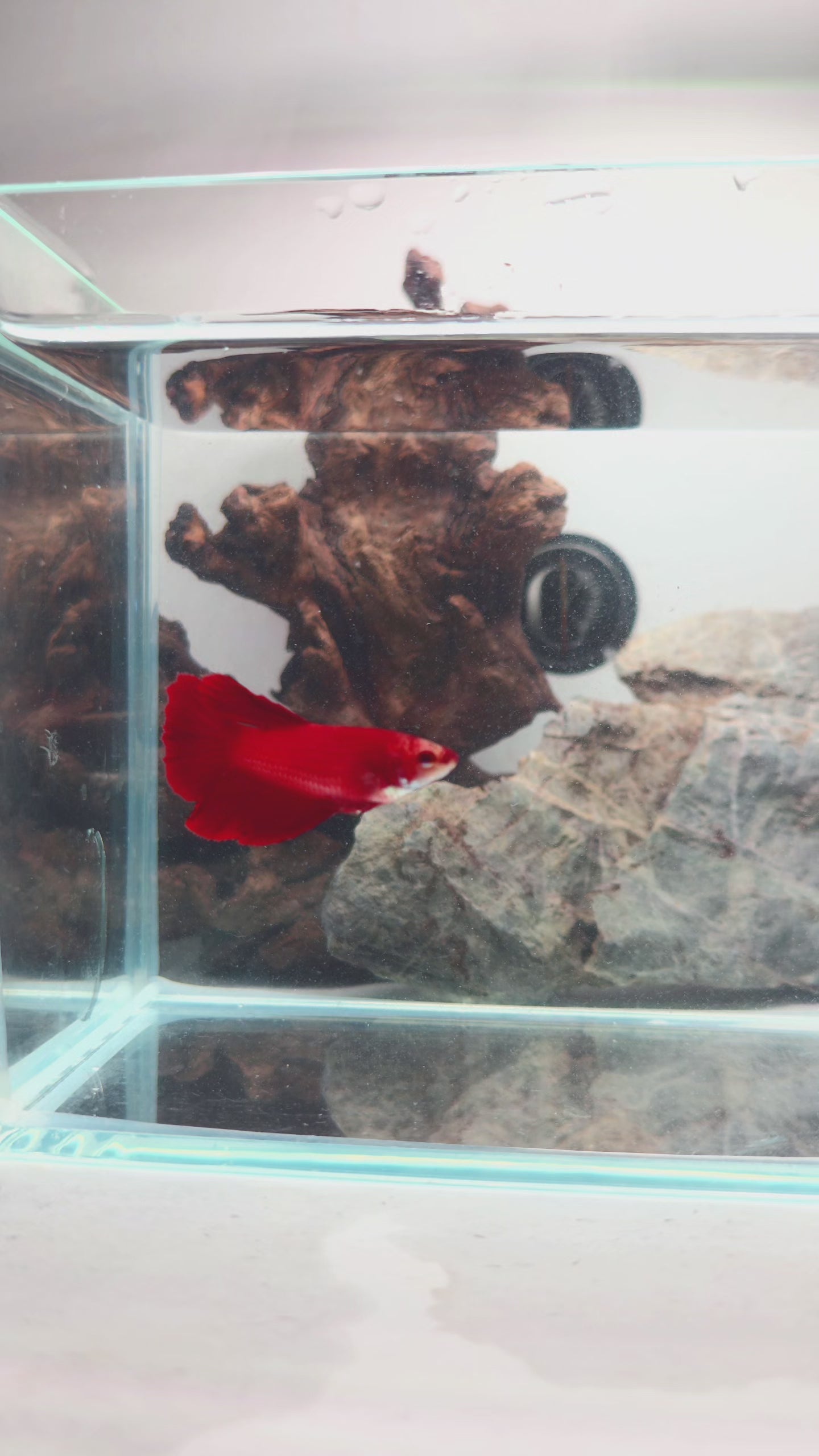 Premium Super Red Female Halfmoon | WYSIWYG