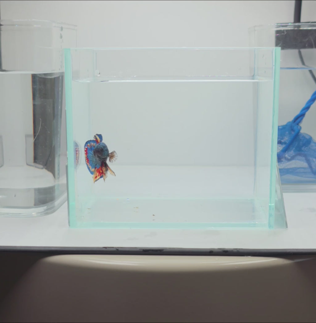 Blue Metallic MG Vanda HMPK Betta Male (DRK-MSG-M-002)