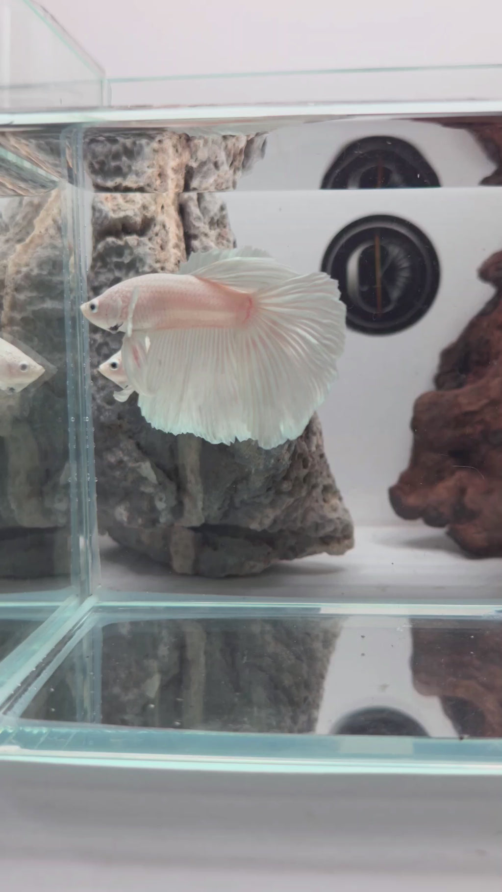 White Platinum Halfmoon Betta Male (LGT-OTH-M-004)