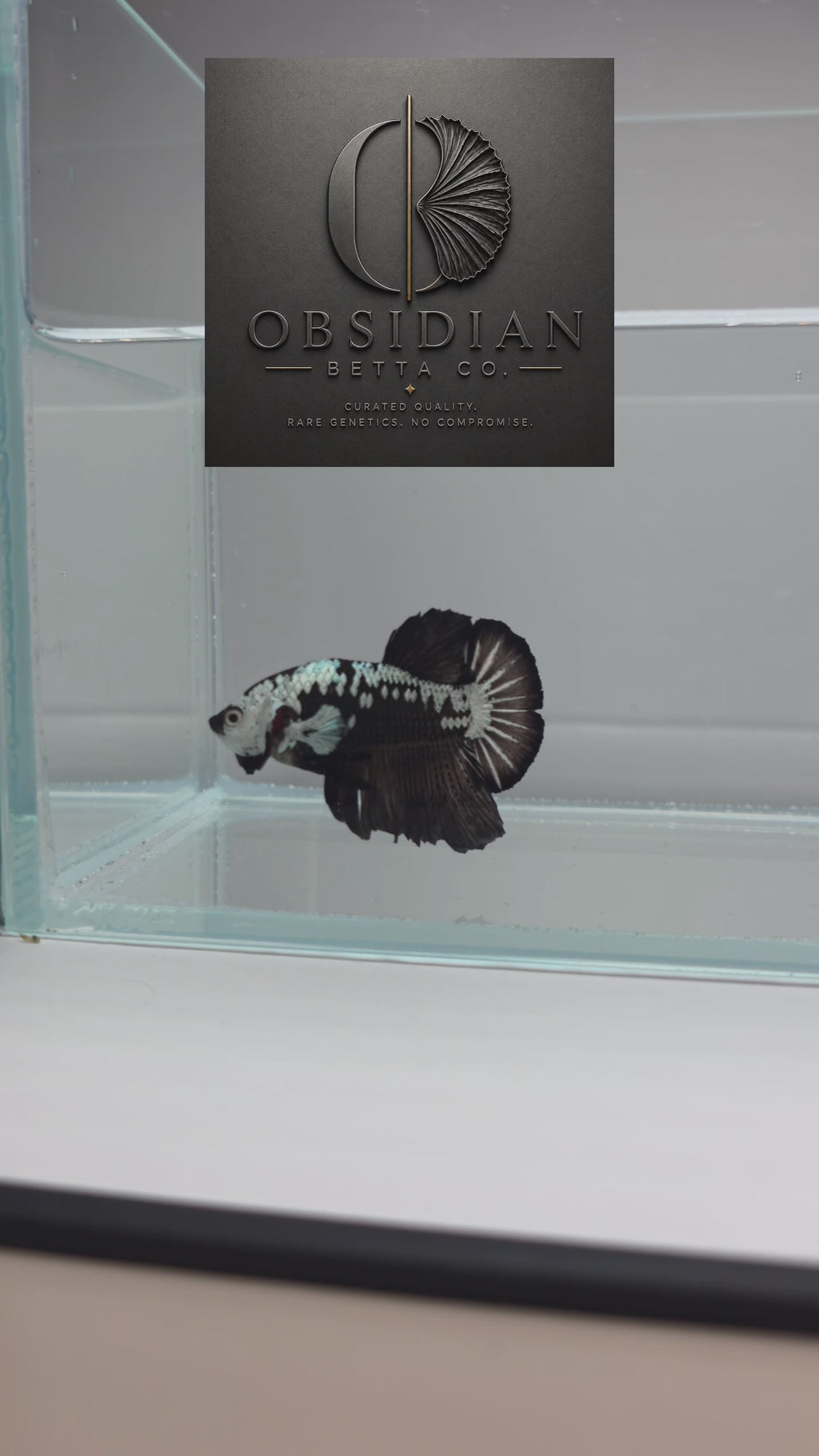 Black Samurai HMPK Male Betta