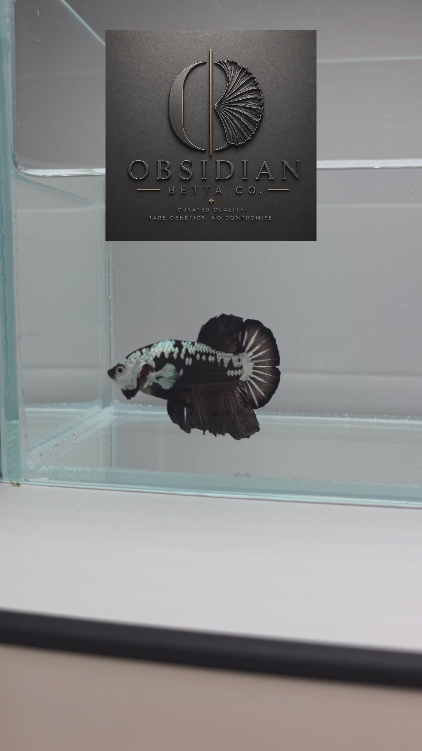 Black Samurai HMPK Male Betta