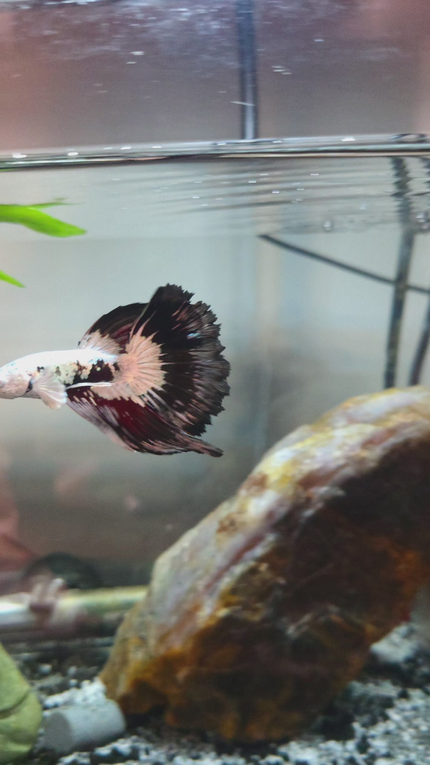 White Walker Snow Samurai Halfmoon Betta Fish (CRT-VSM-M-001)