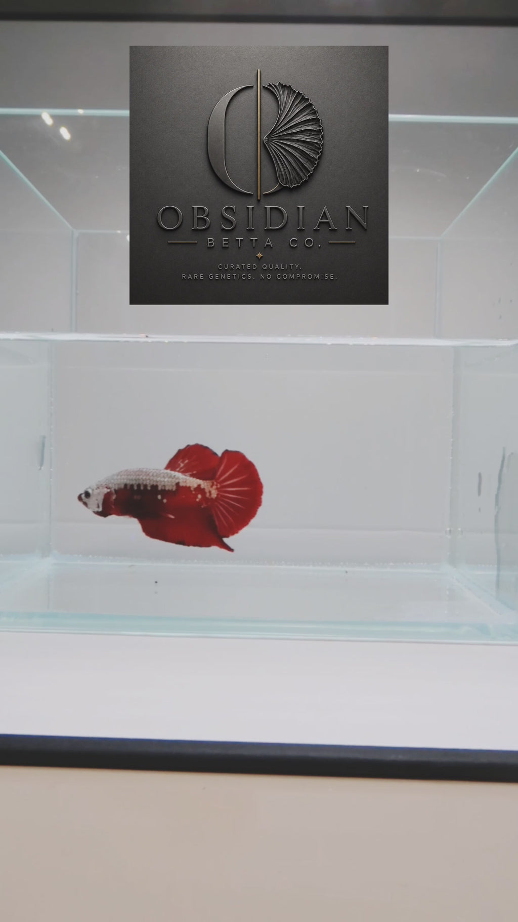 Red Samurai HMPK Male Betta