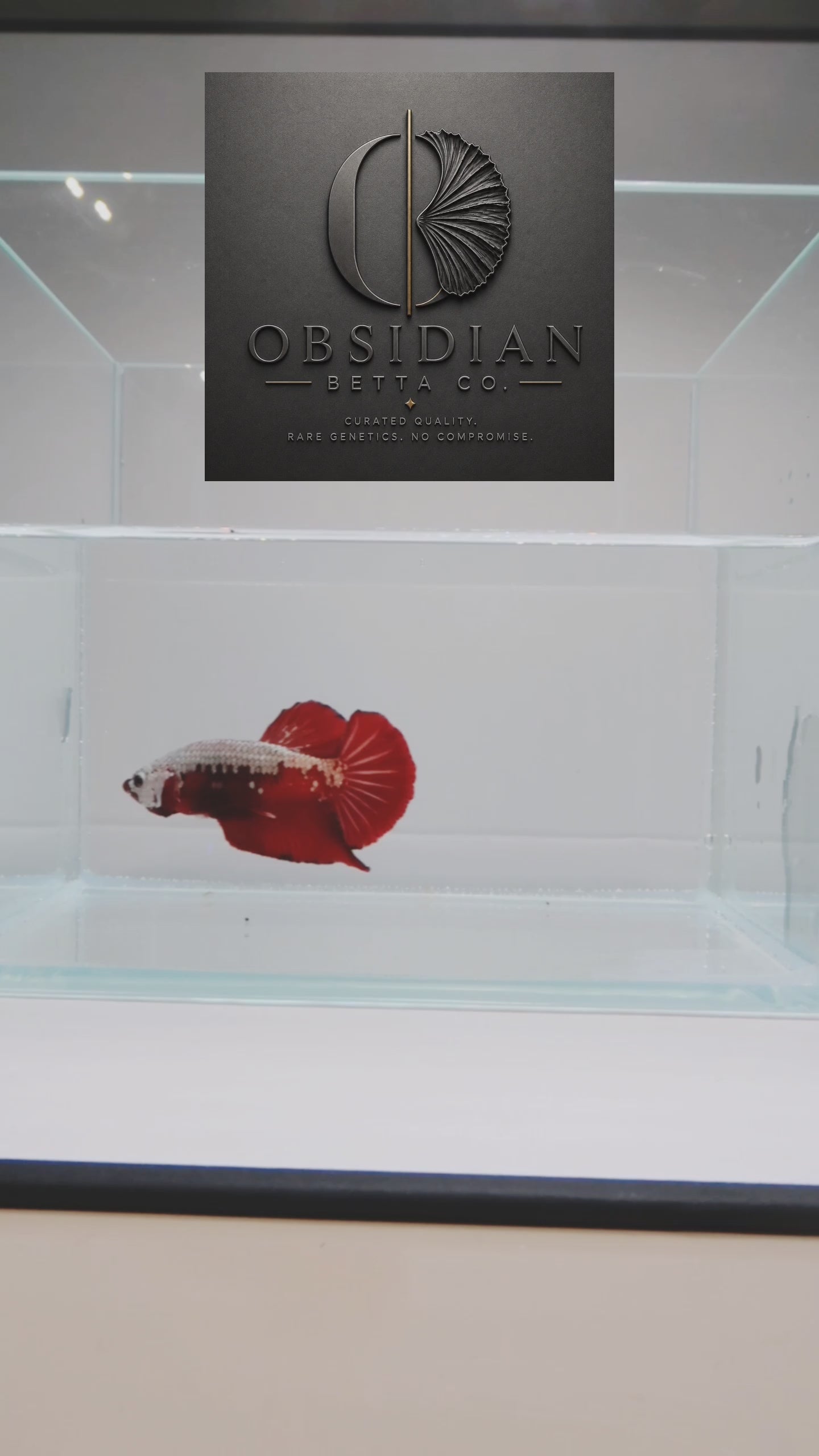 Red Samurai HMPK Male Betta